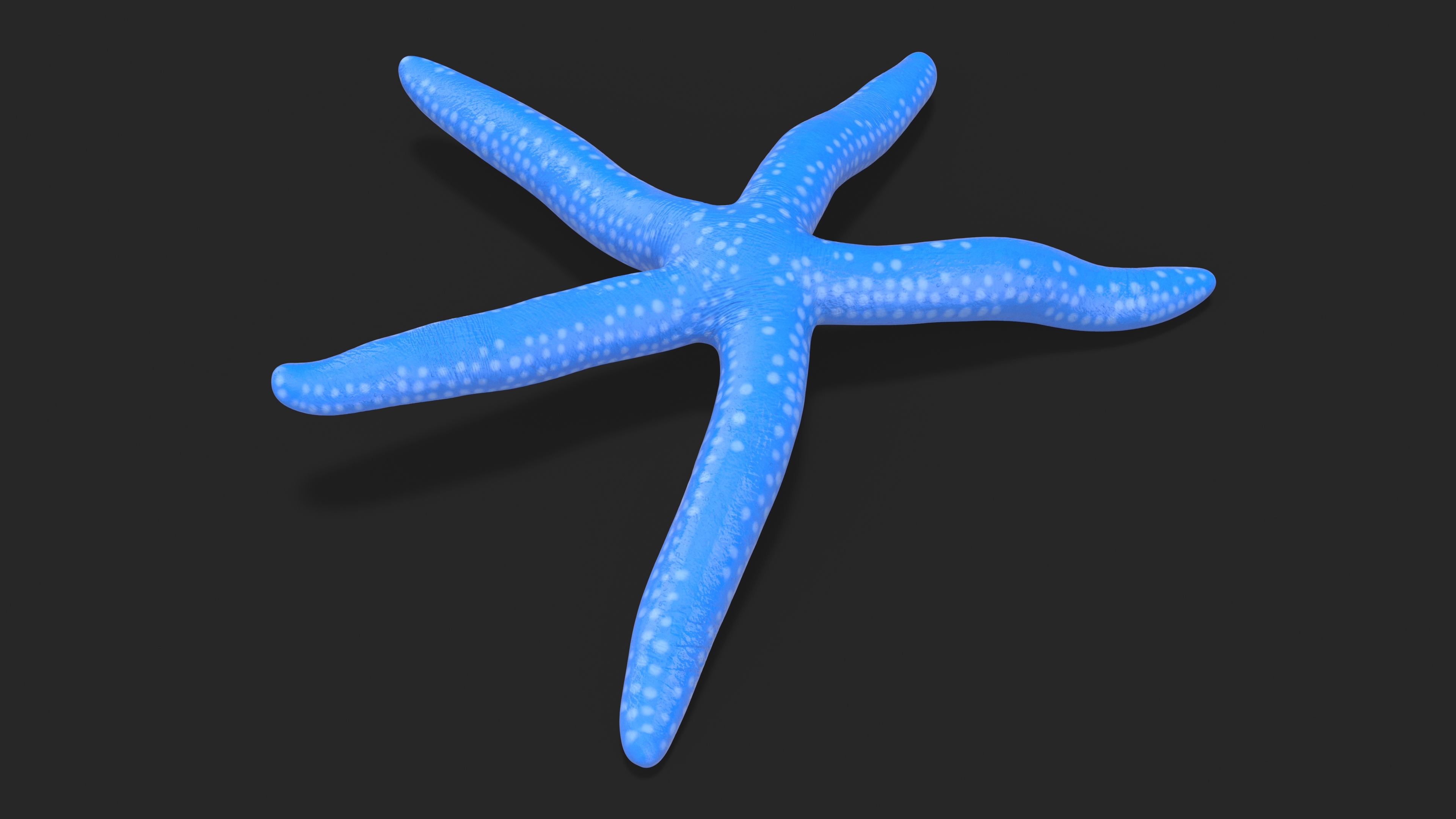 Lying Blue Starfish 3D model