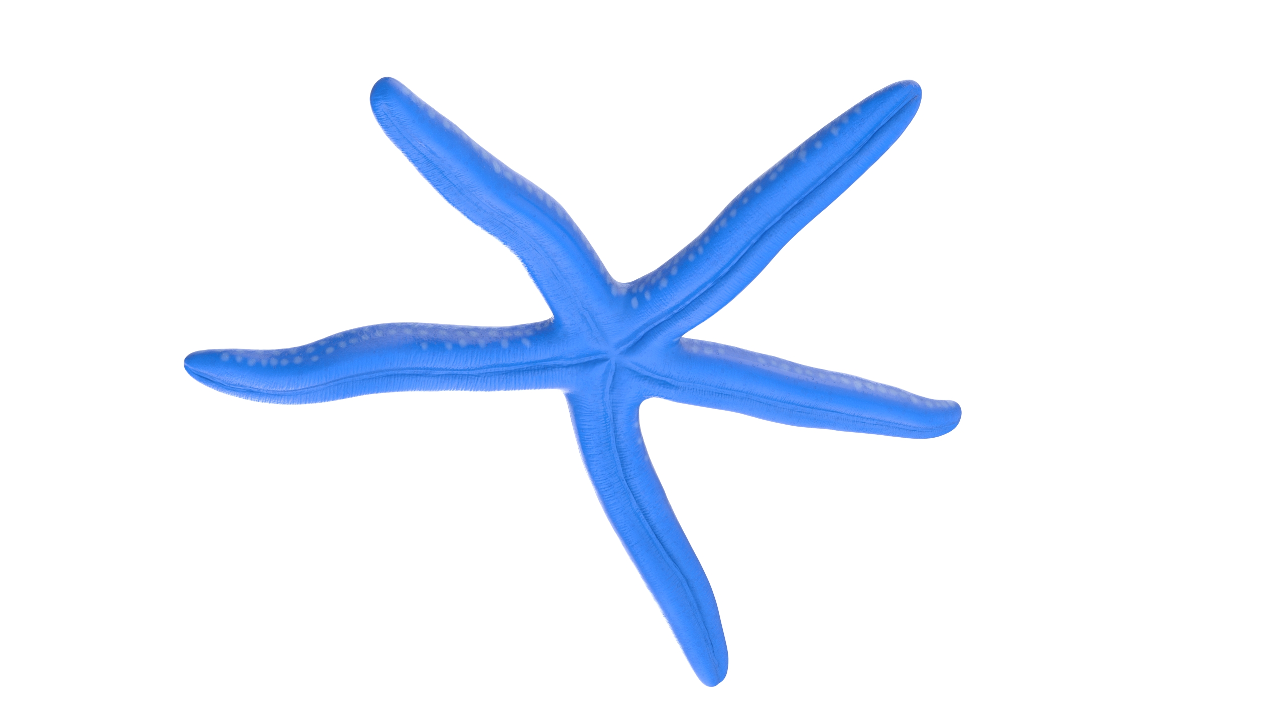 Lying Blue Starfish 3D model