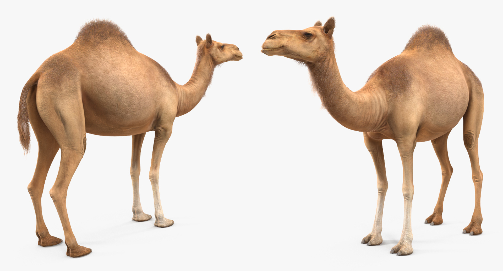 3D Camel with Decorated Saddle Fur Rigged model