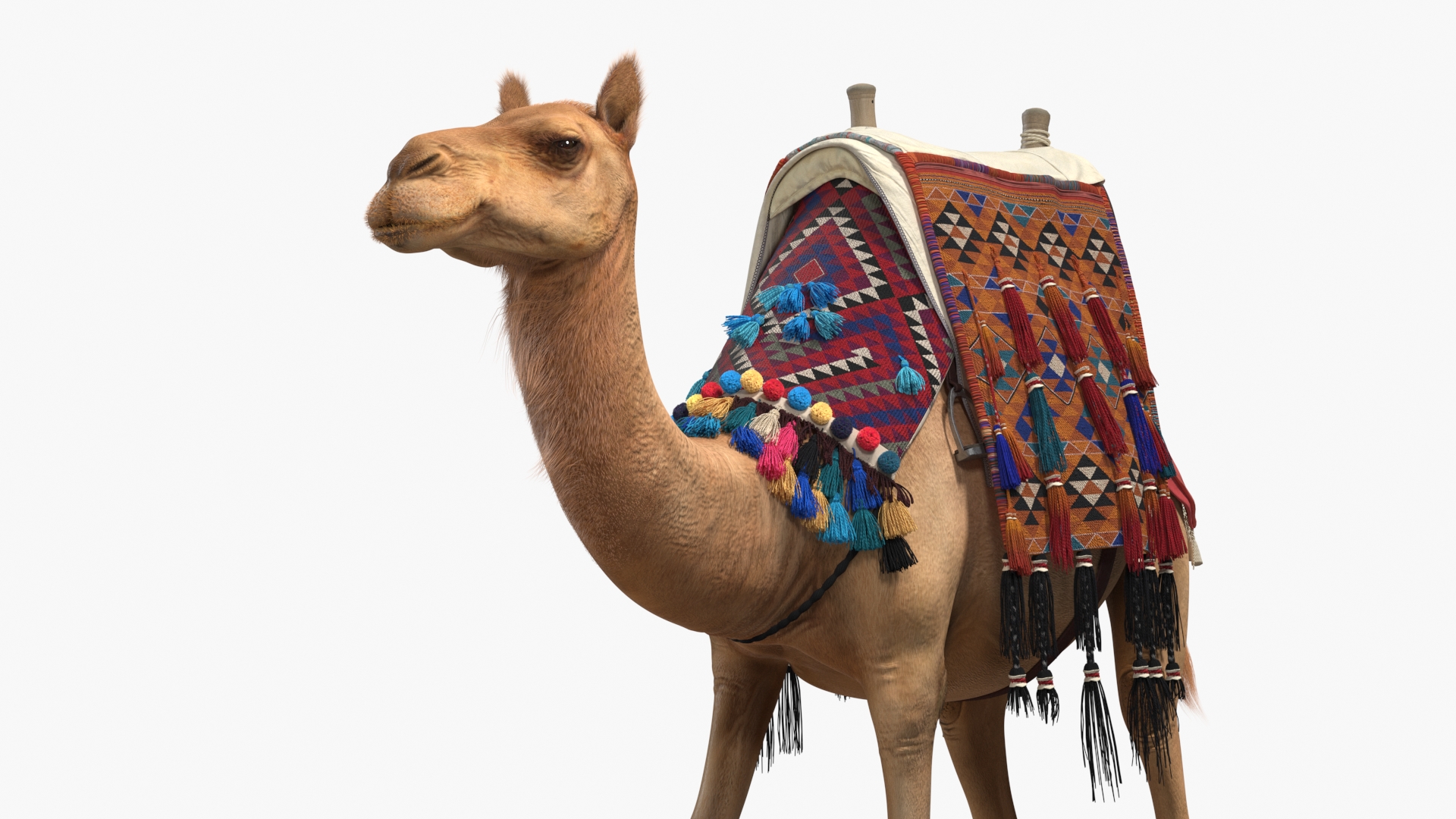 3D Camel with Decorated Saddle Fur Rigged model