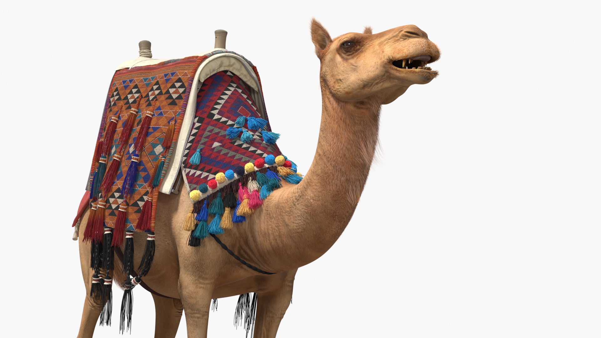 3D Camel with Decorated Saddle Fur Rigged model