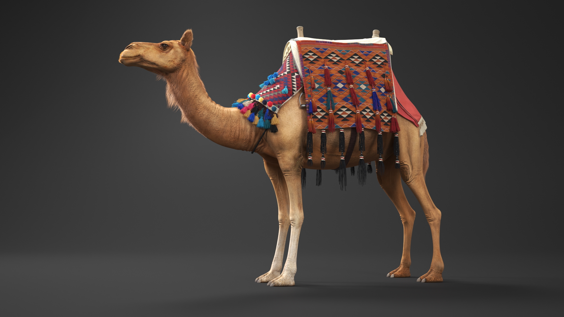 3D Camel with Decorated Saddle Fur Rigged model