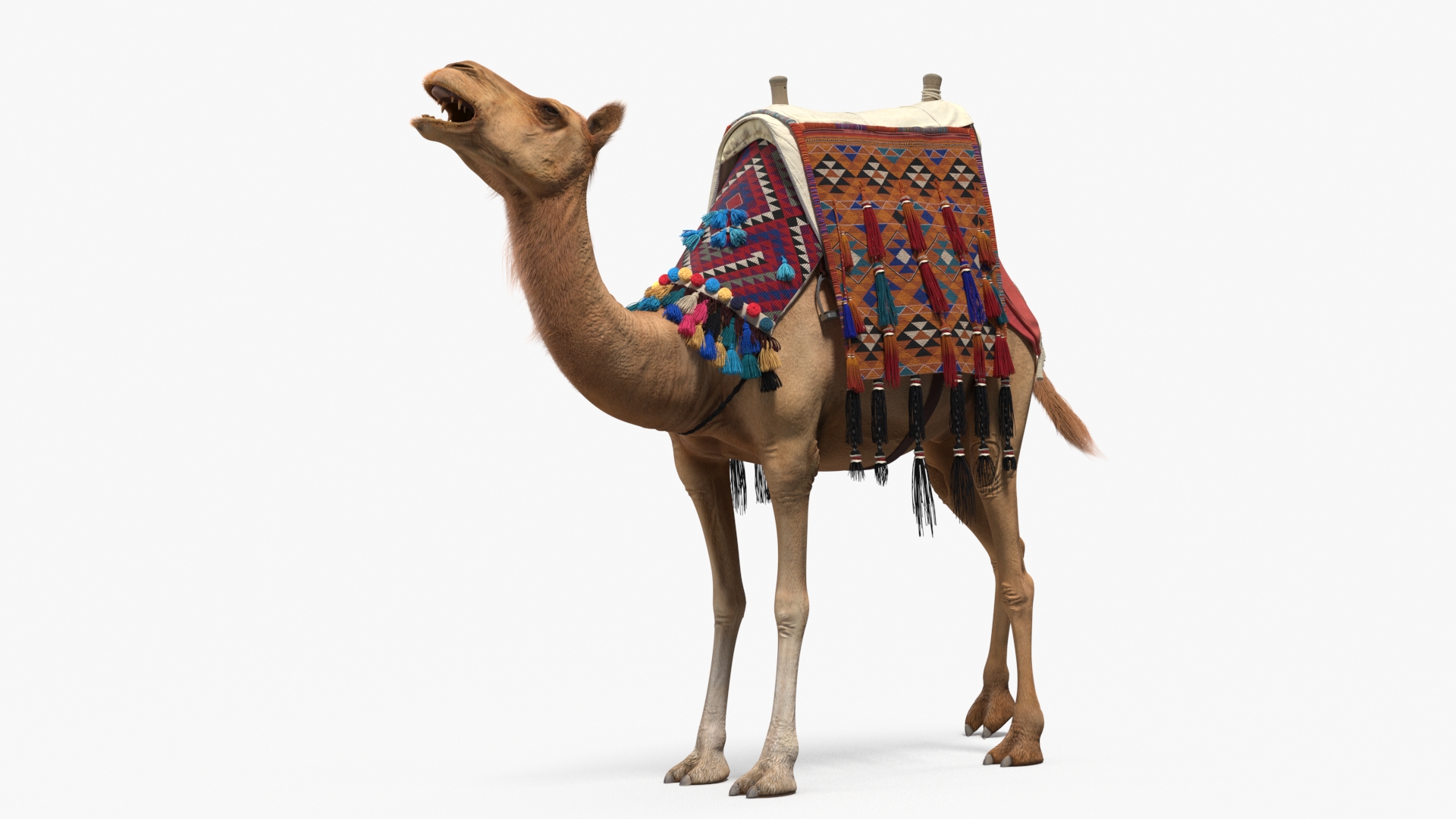 3D Camel with Decorated Saddle Fur Rigged model