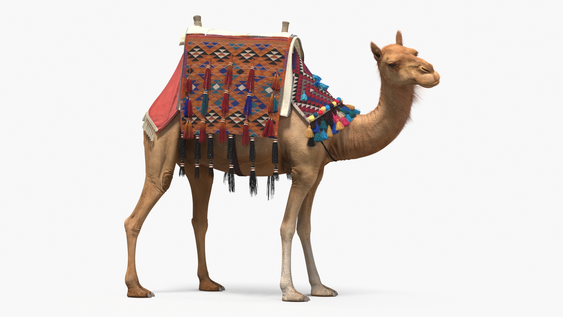 3D Camel with Decorated Saddle Fur Rigged model