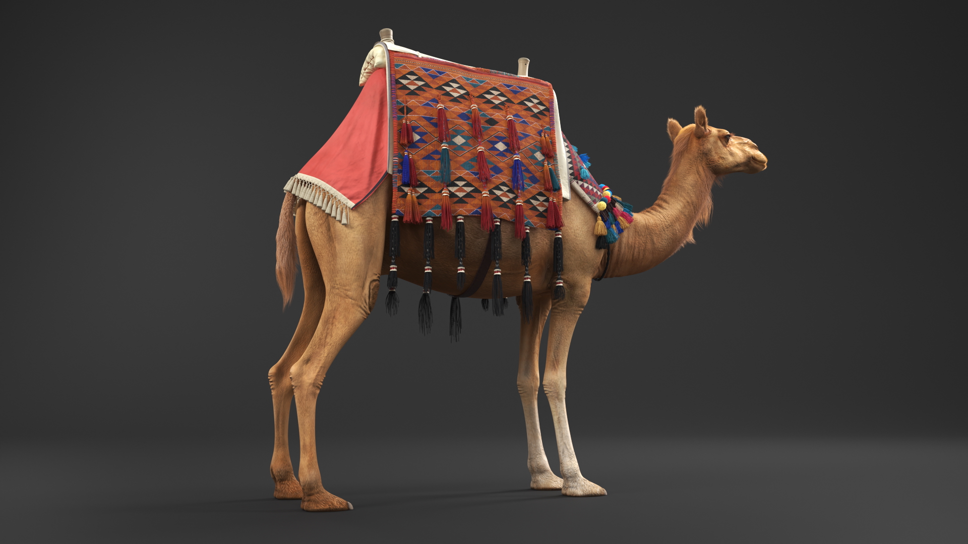 3D Camel with Decorated Saddle Fur Rigged model