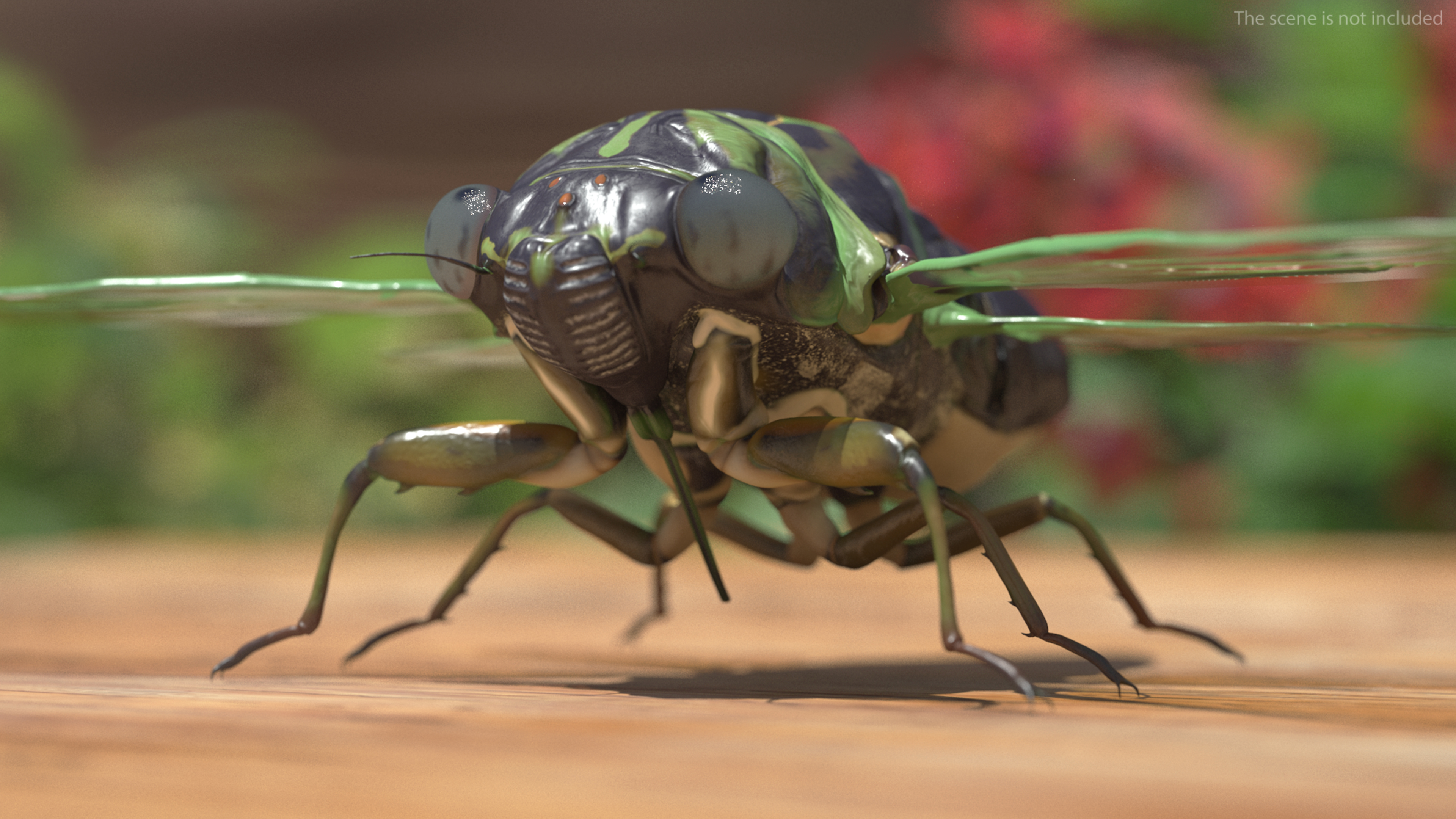 3D model Cicada