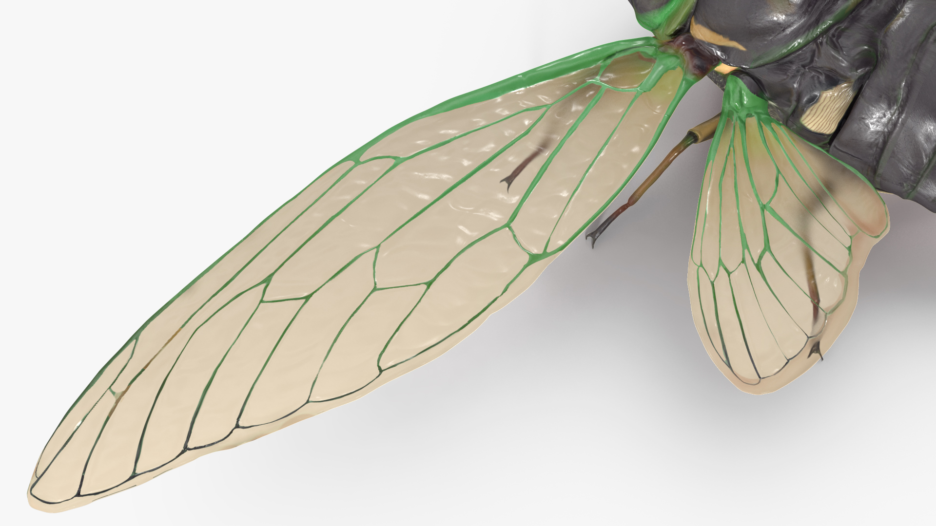 3D model Cicada