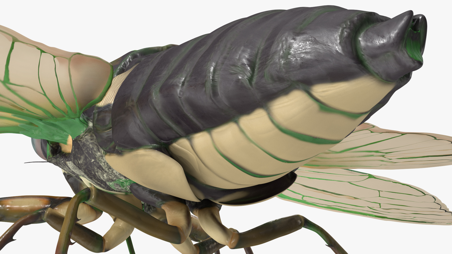 3D model Cicada