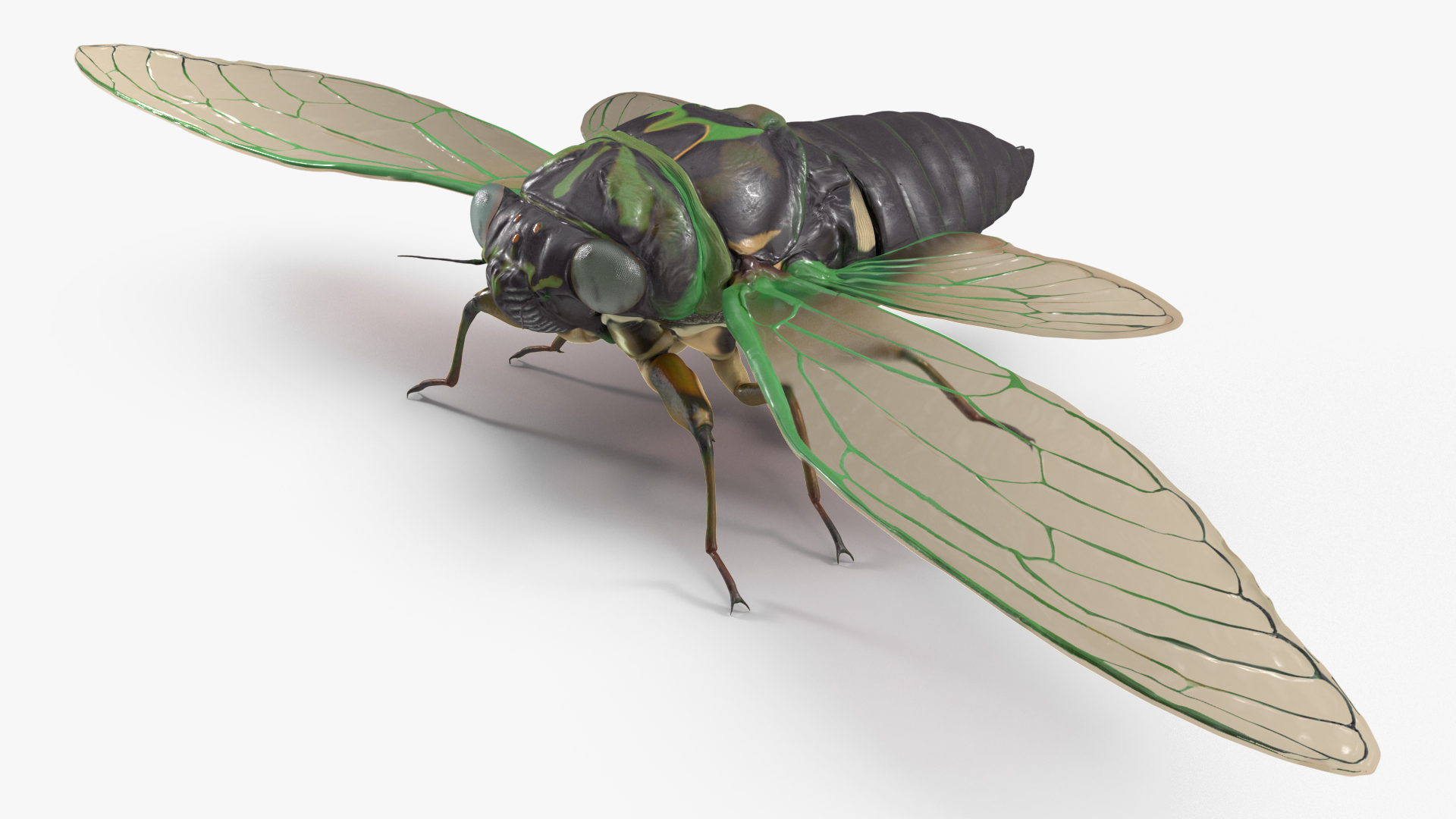 3D model Cicada