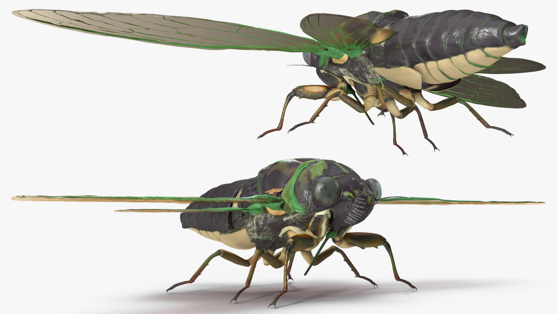 3D model Cicada