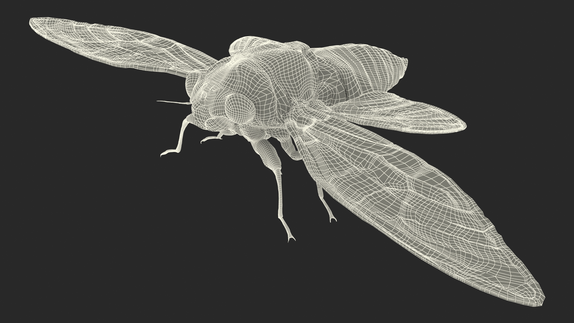 3D model Cicada