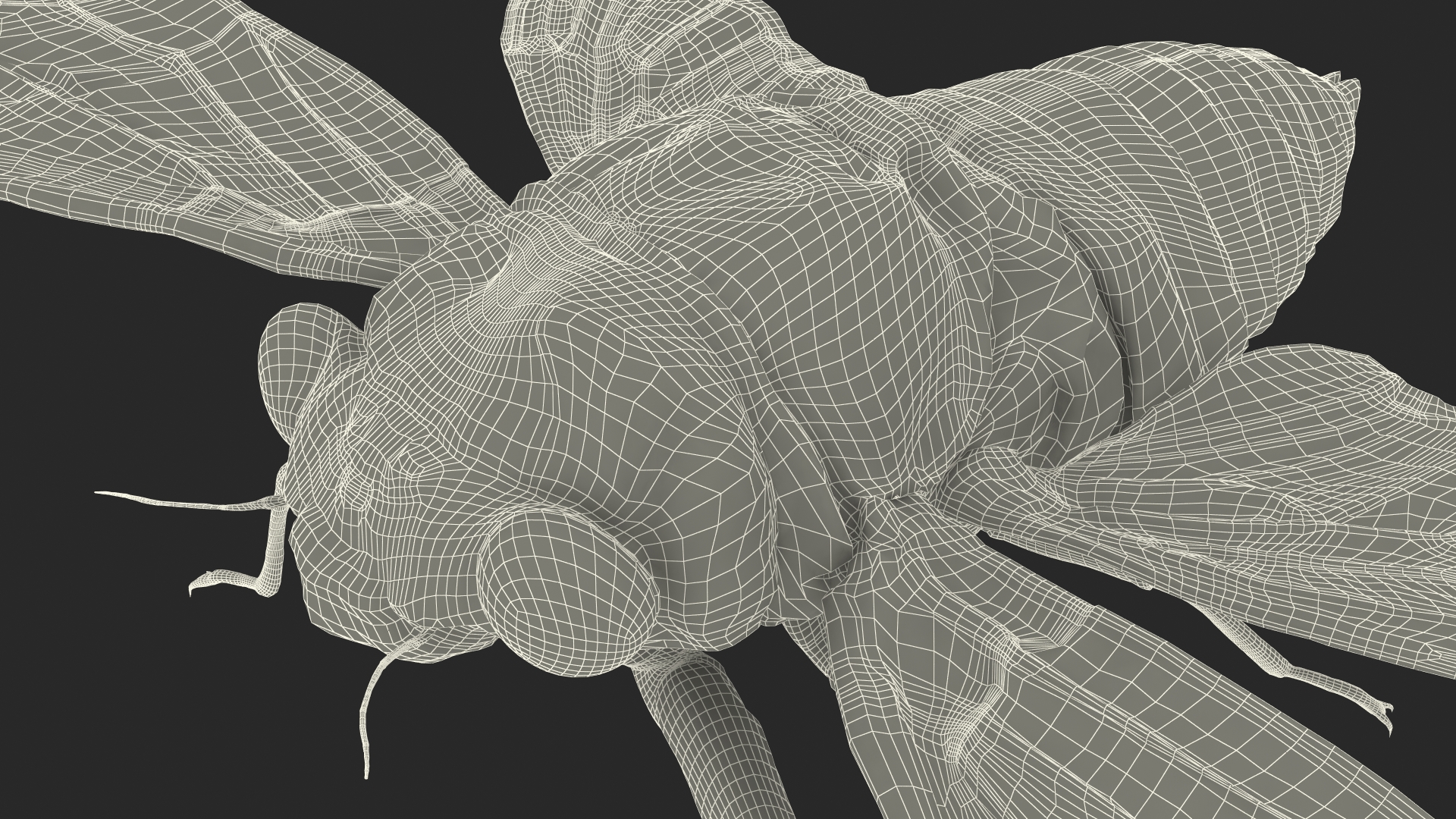 3D model Cicada