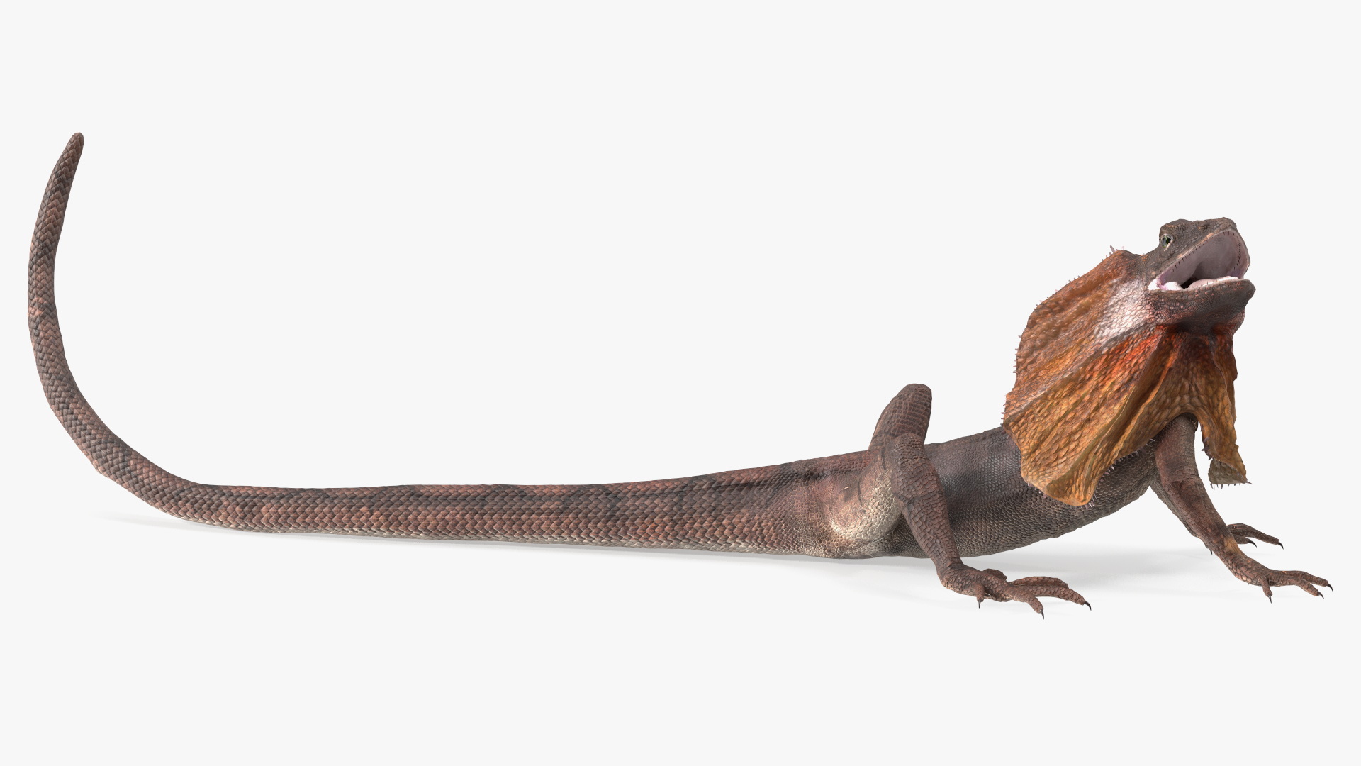 3D Frillneck Lizard Rigged model