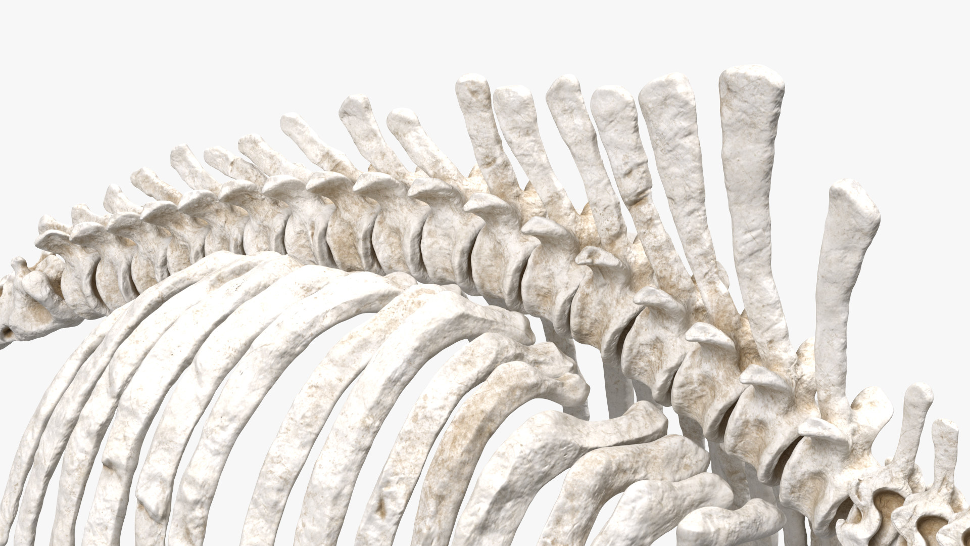 Mammoth Spine Skeleton 3D