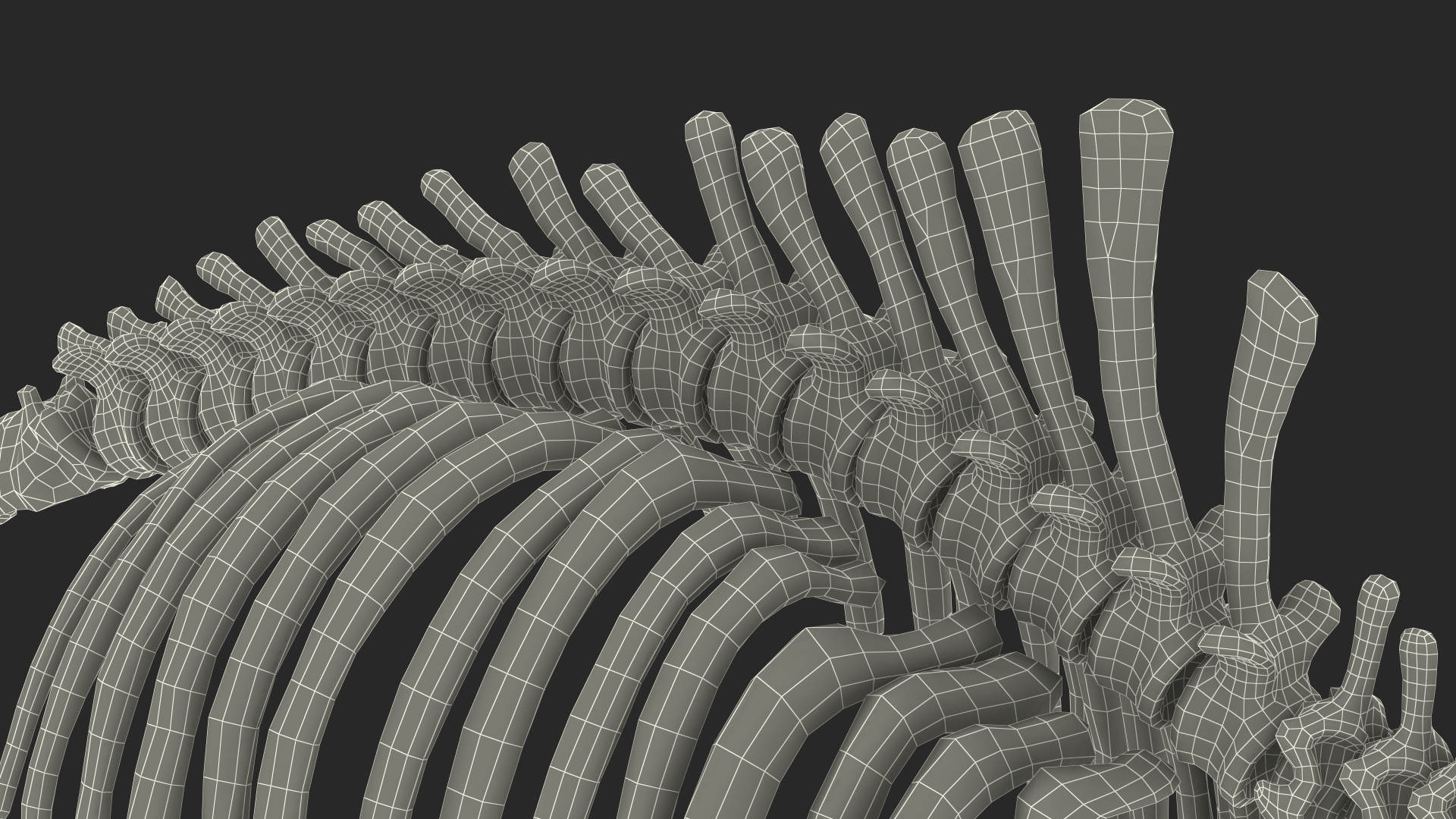 Mammoth Spine Skeleton 3D