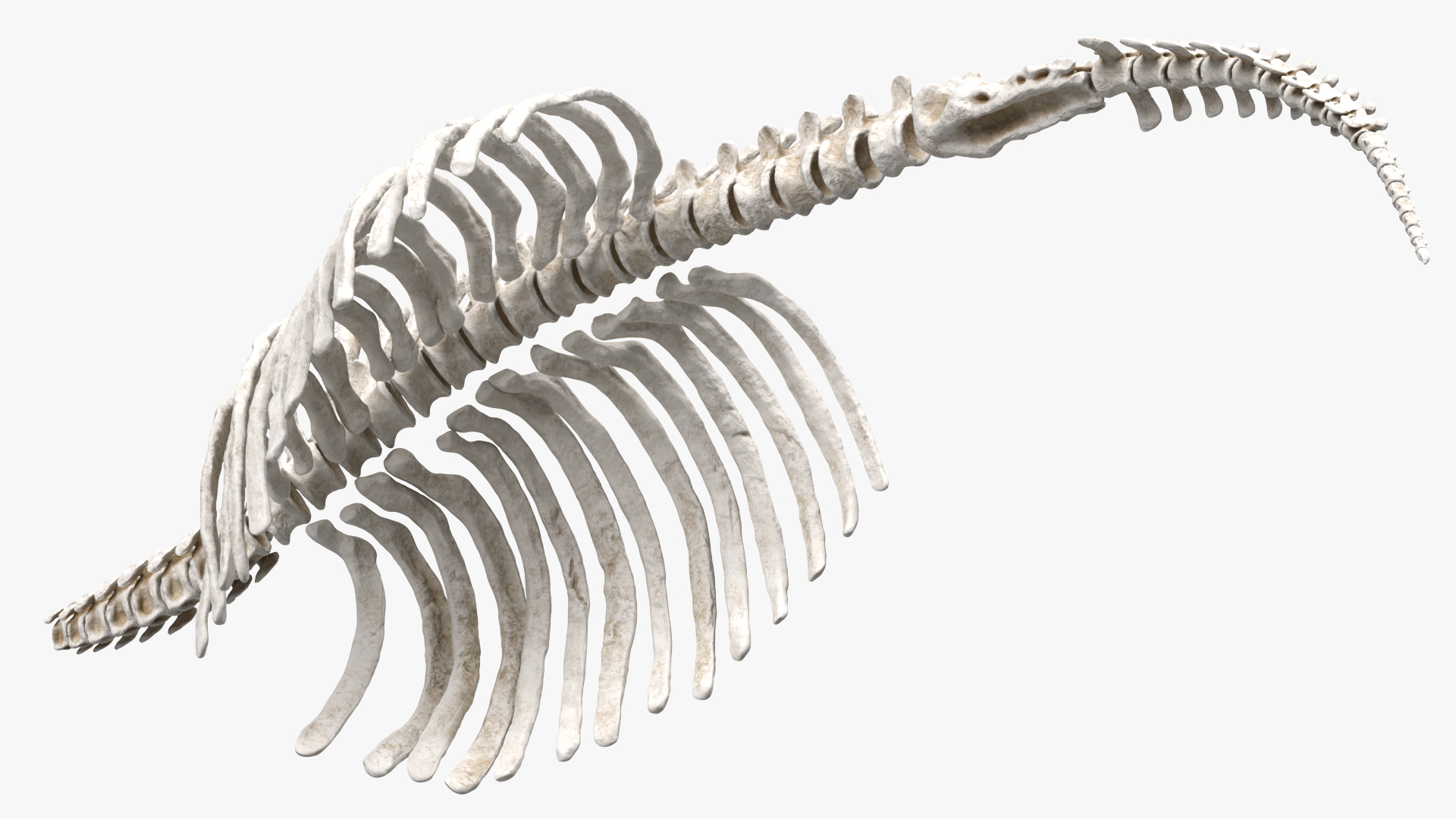 Mammoth Spine Skeleton 3D