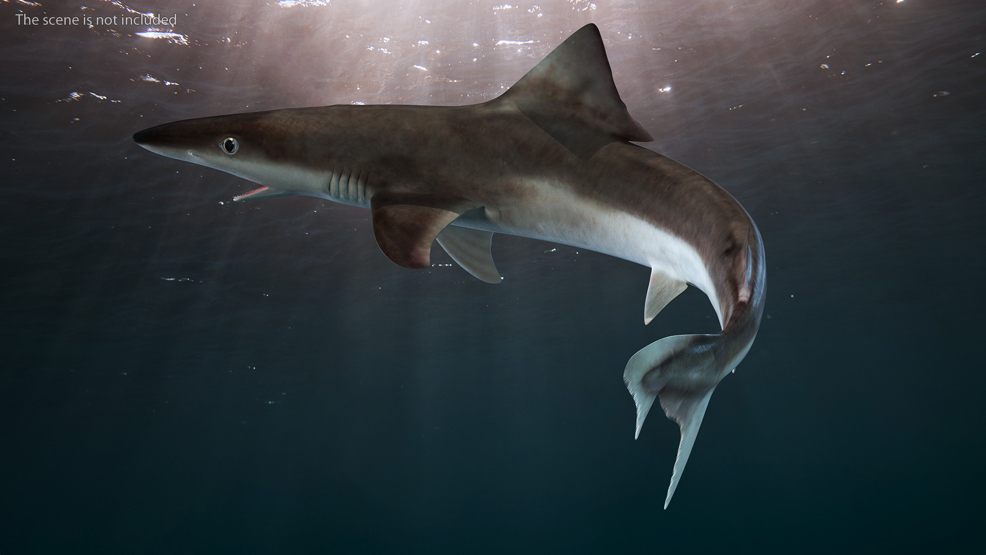 Galeorhinus Galeus Shark 3D model