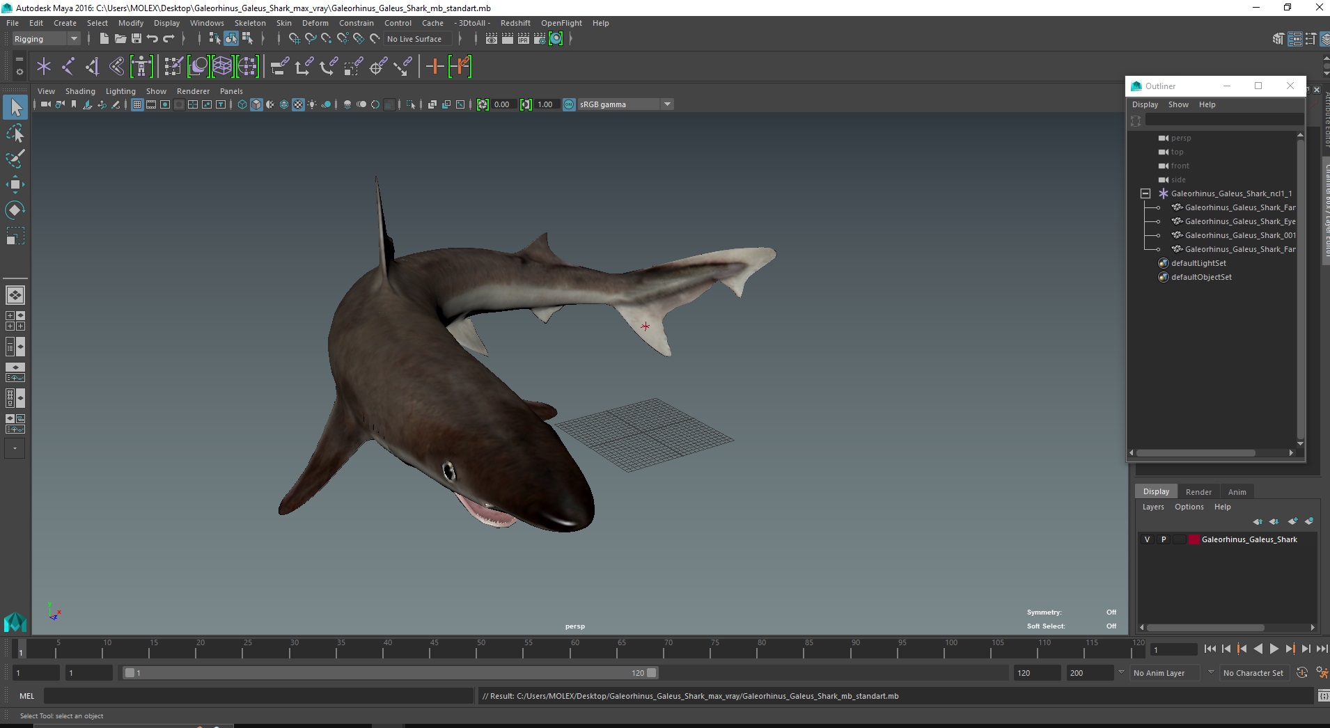 Galeorhinus Galeus Shark 3D model