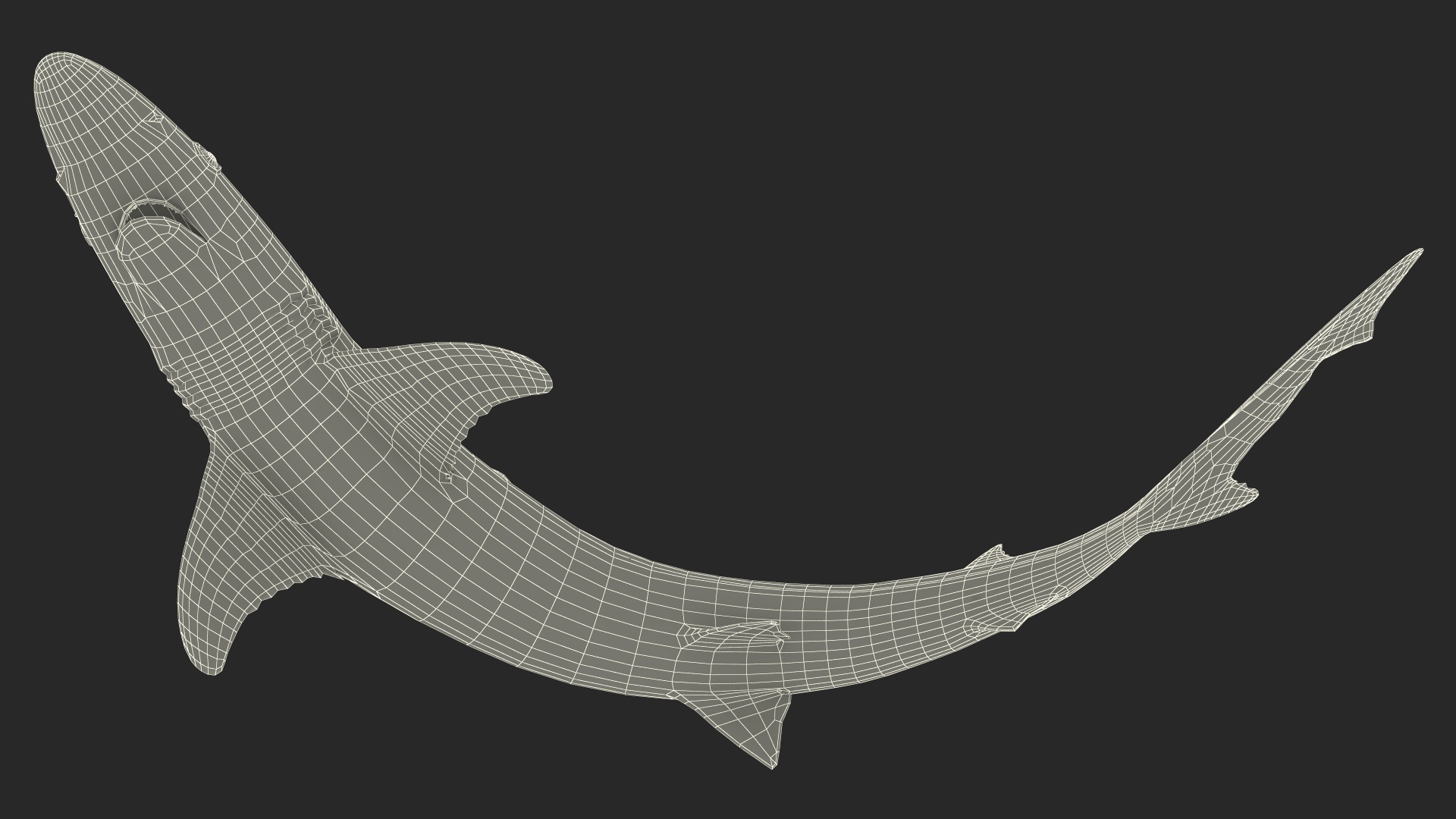 Galeorhinus Galeus Shark 3D model