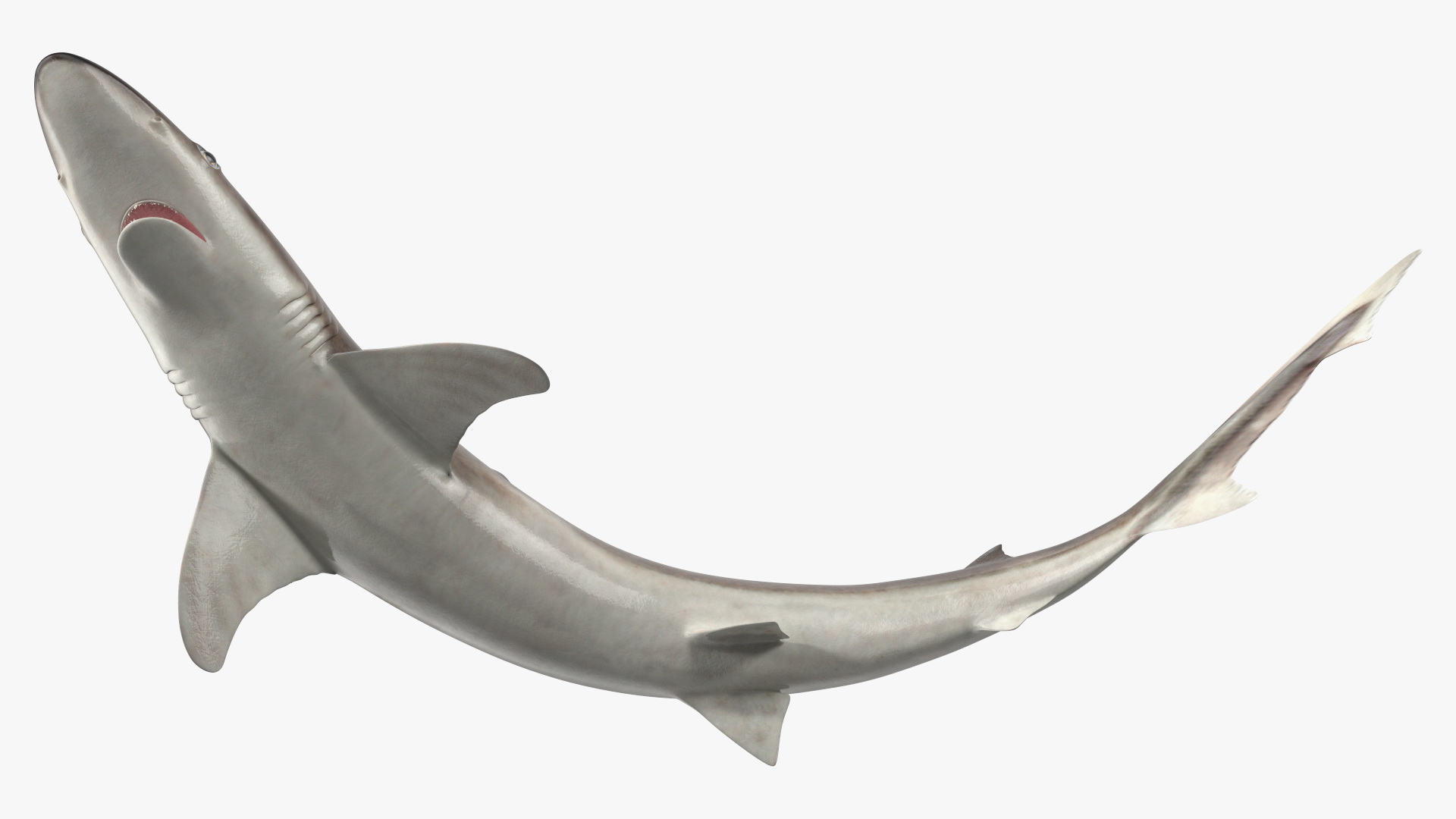 Galeorhinus Galeus Shark 3D model