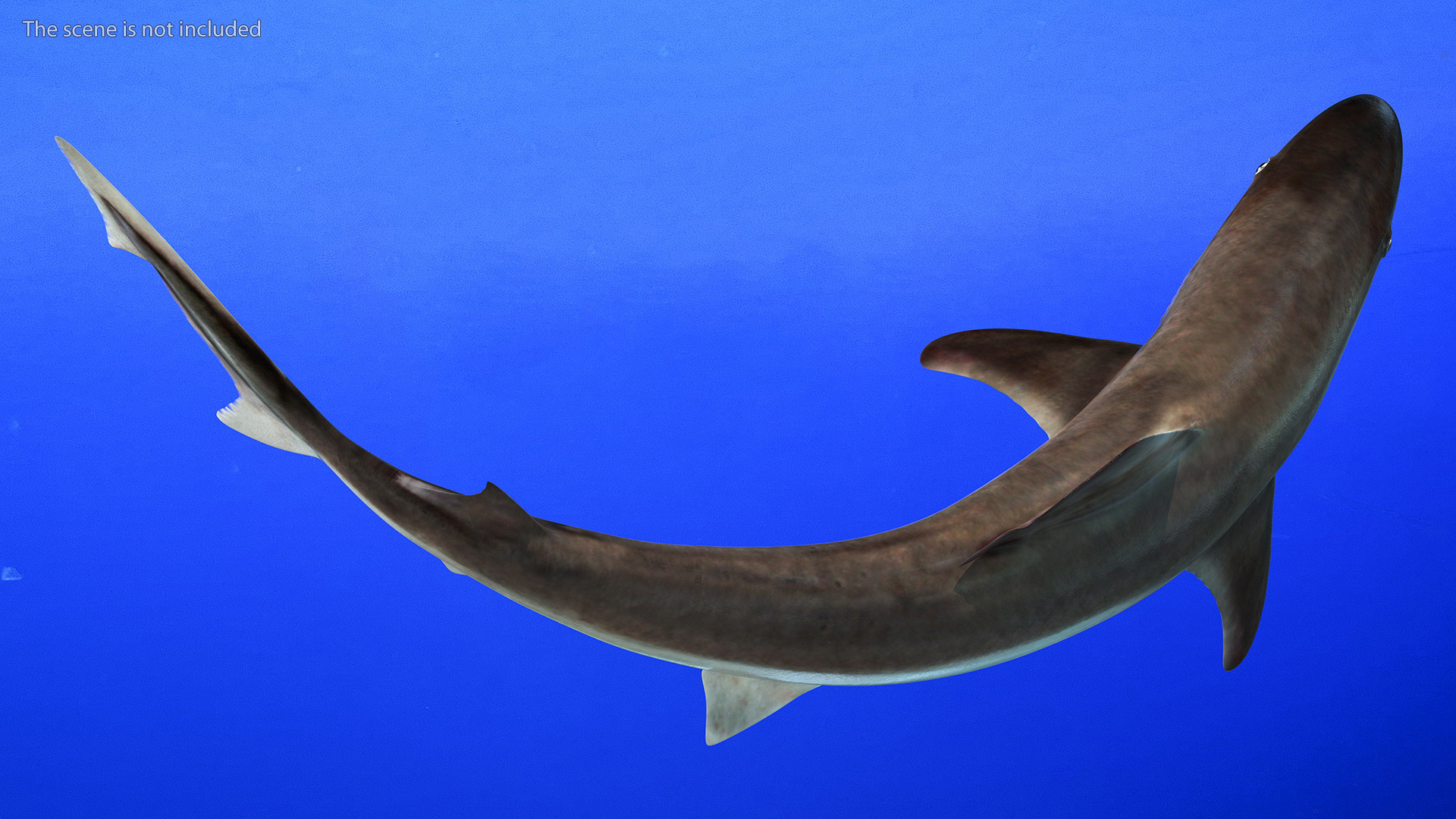 Galeorhinus Galeus Shark 3D model