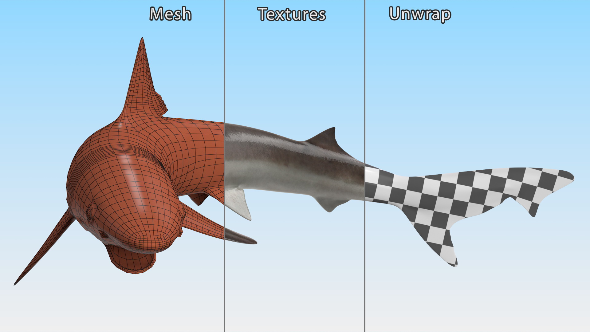 Galeorhinus Galeus Shark 3D model