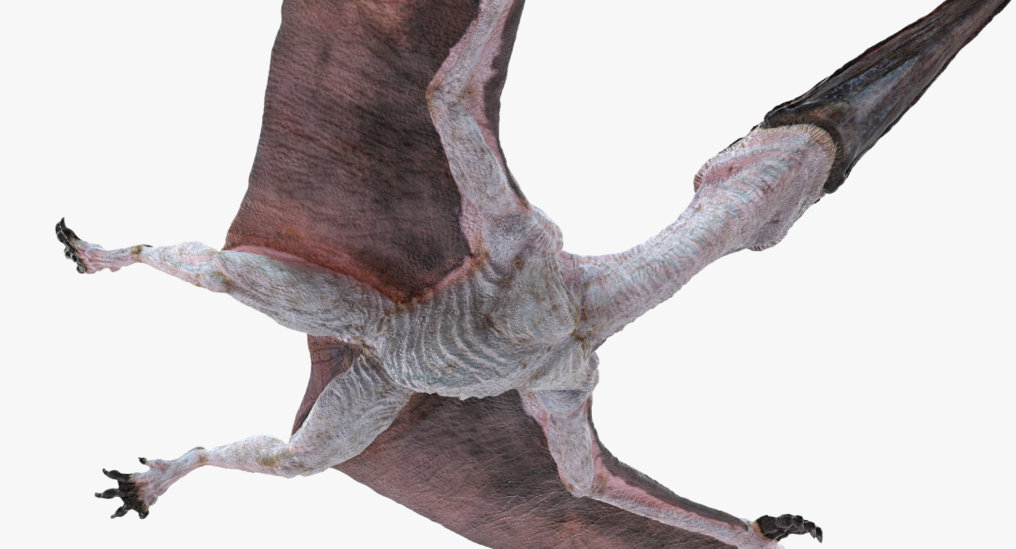 3D Pterosaur Pteranodon White Flying Pose model