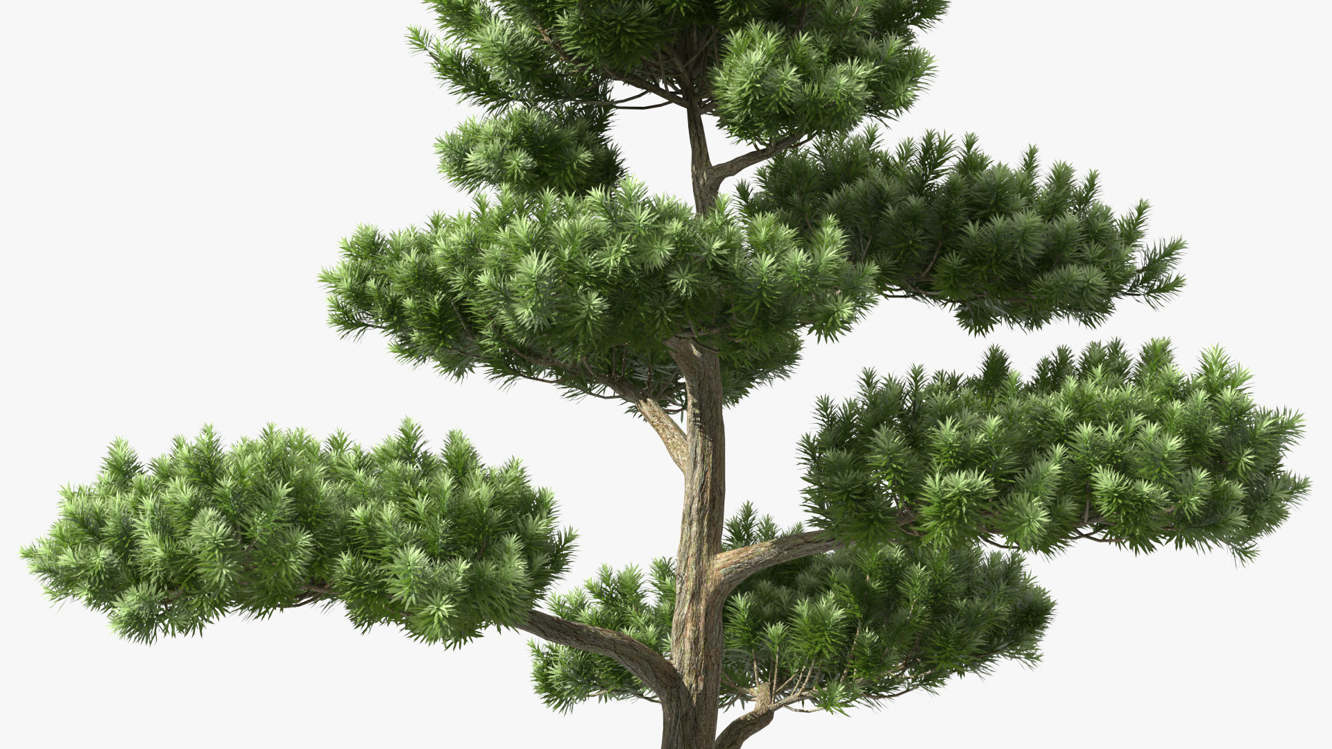 3D model Podocarpus Evergreen Tree