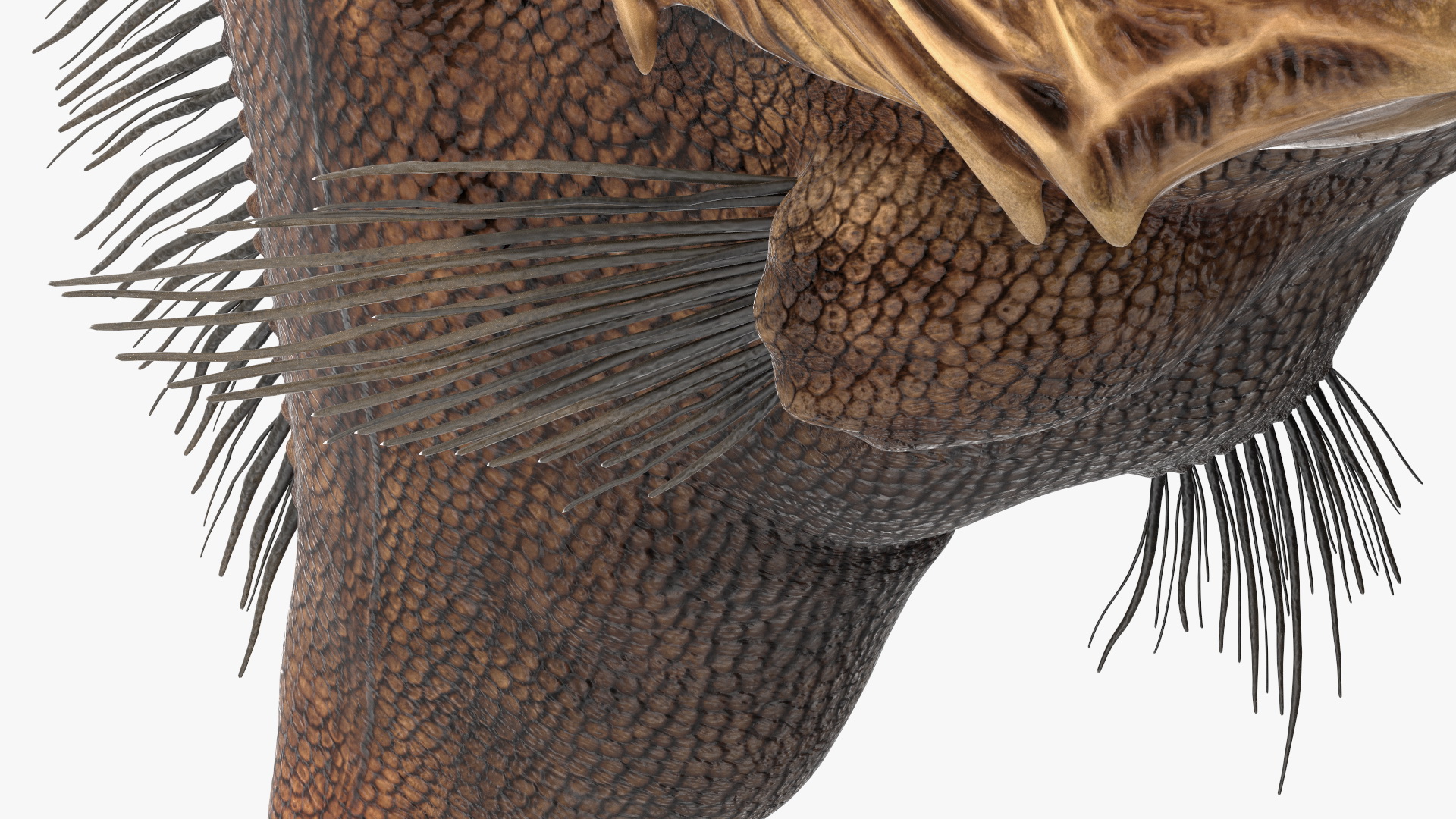 3D model Fangtooth Fish Anoplogaster Cornuta