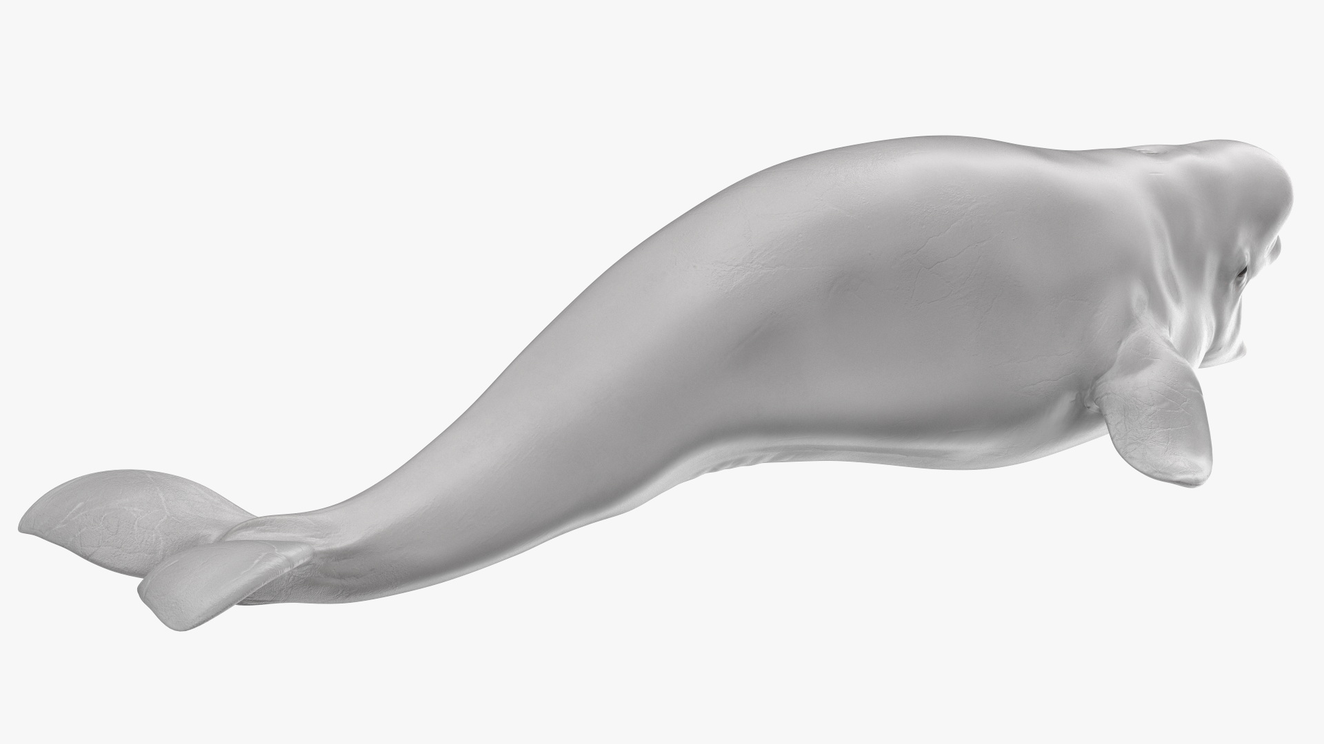 3D model Beluga Whale Young Rigged