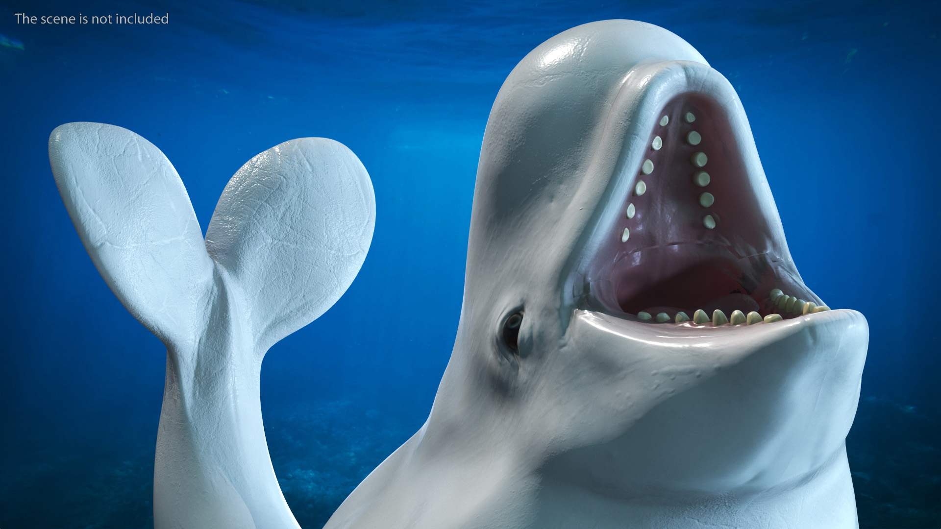 3D model Beluga Whale Young Rigged