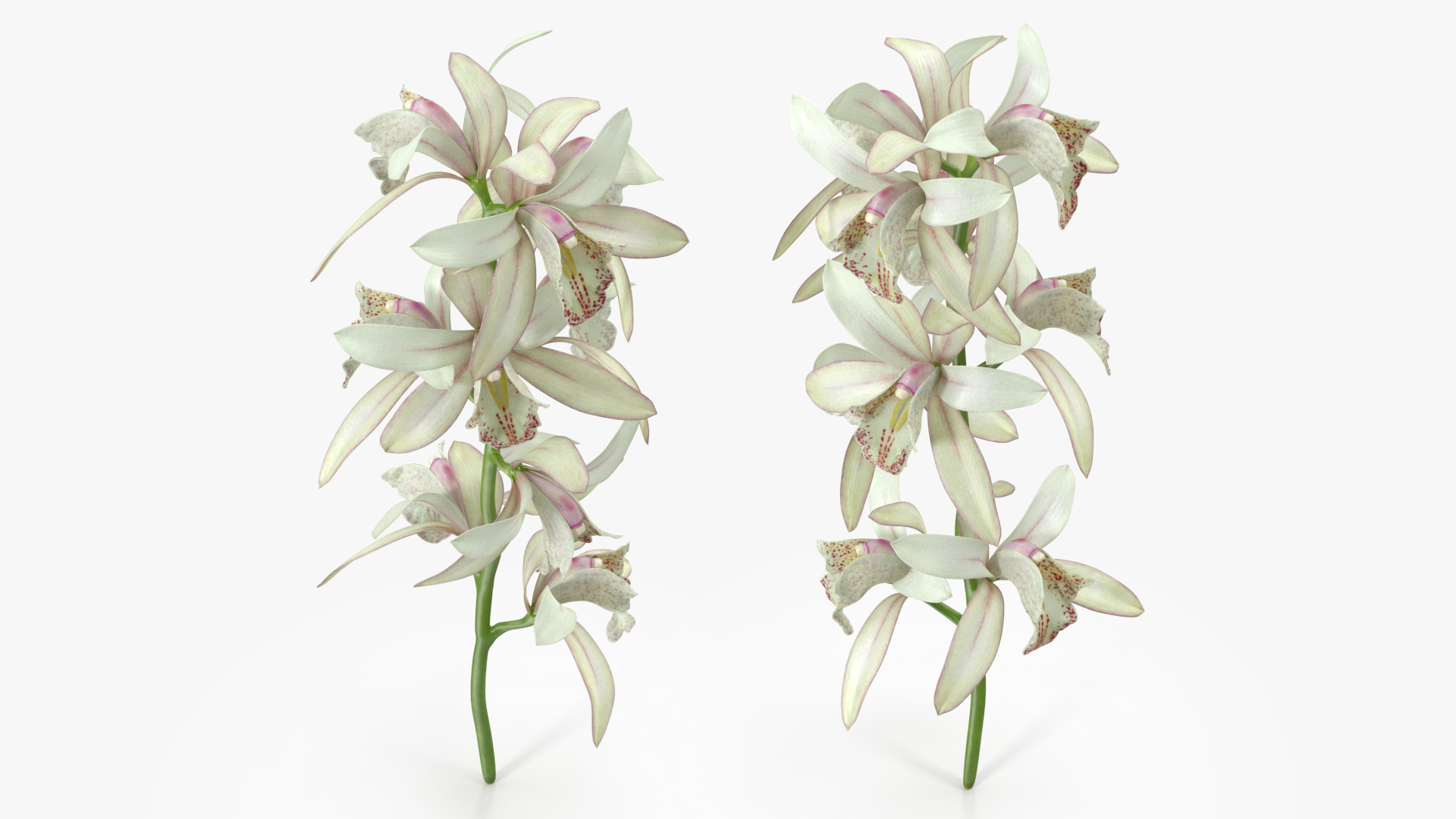 3D White Orchid Branch Fur model