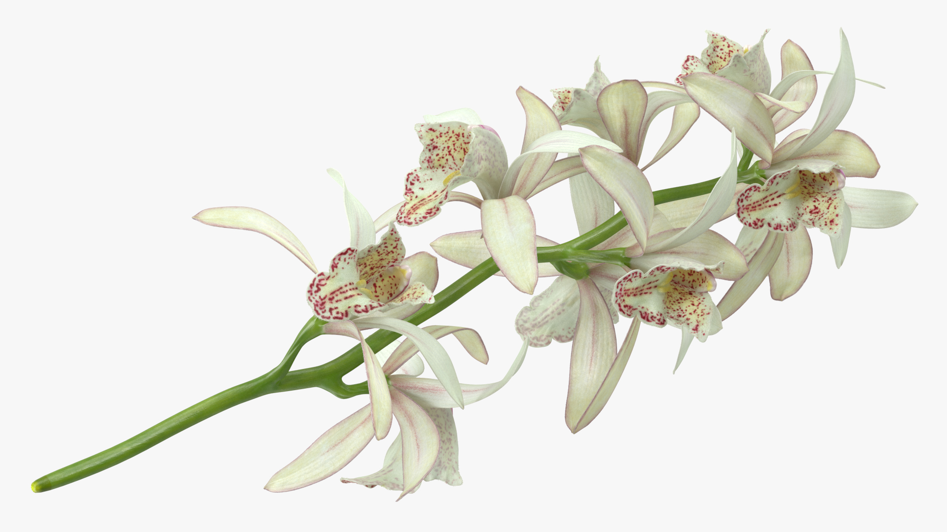 3D White Orchid Branch Fur model