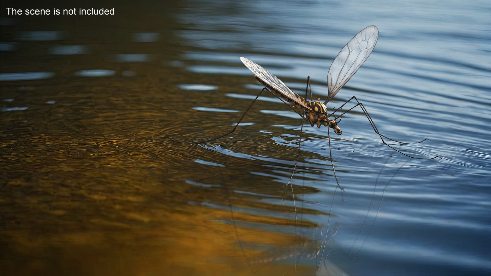 Crane Fly Mosquito Fur 3D