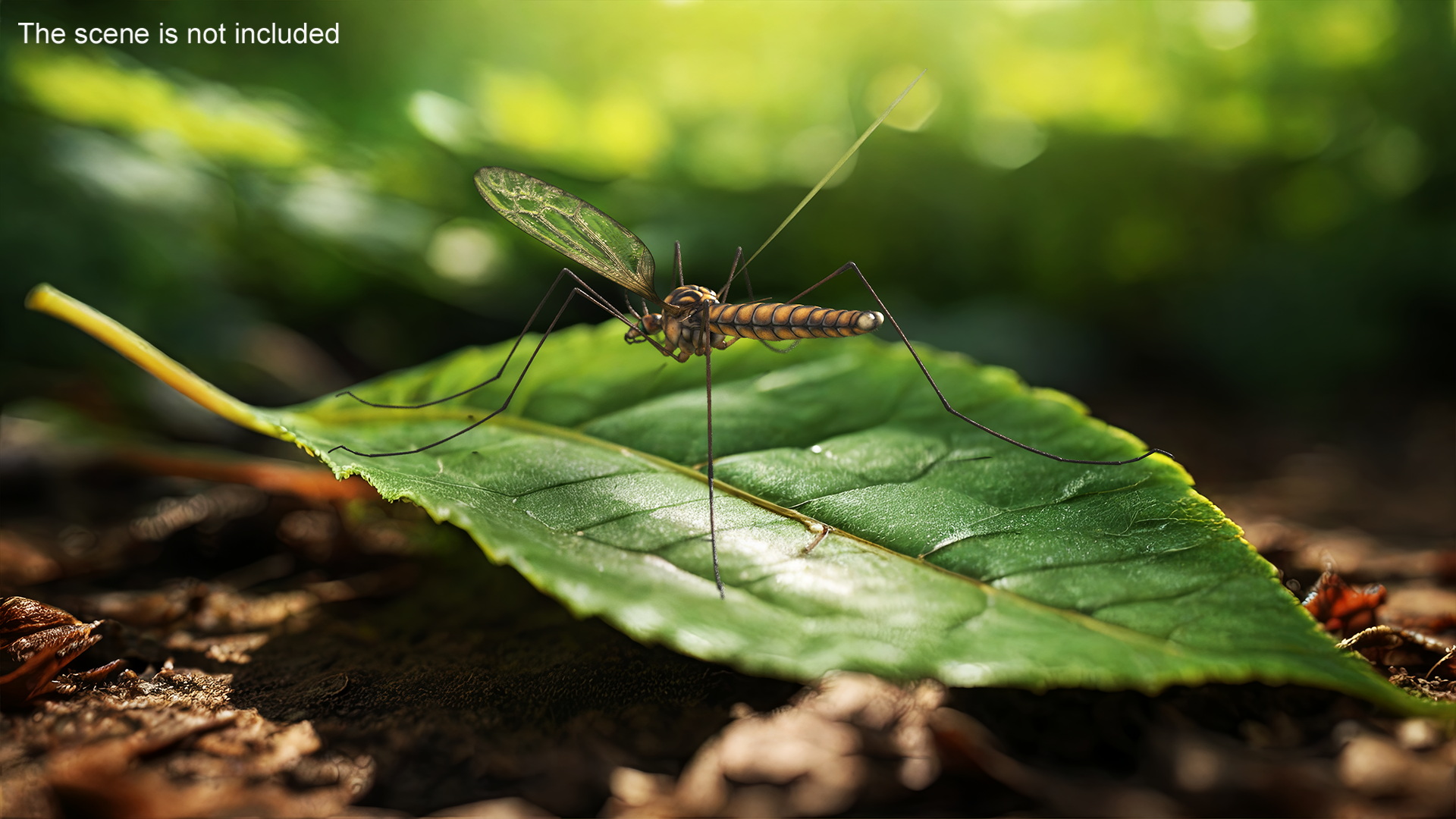 Crane Fly Mosquito Fur 3D