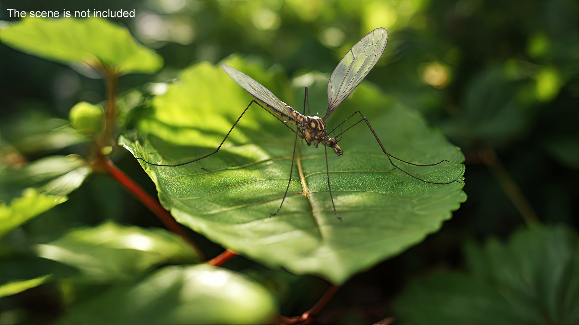 Crane Fly Mosquito Fur 3D