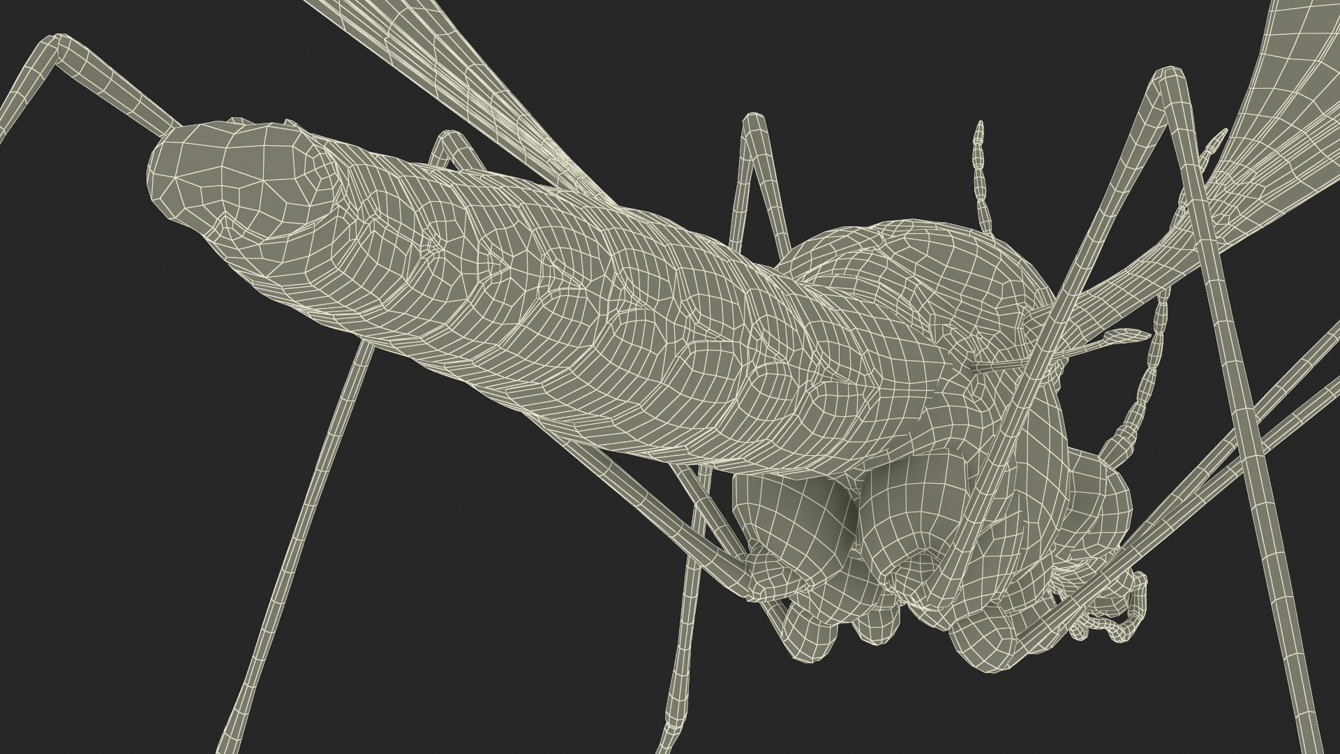 Crane Fly Mosquito Fur 3D