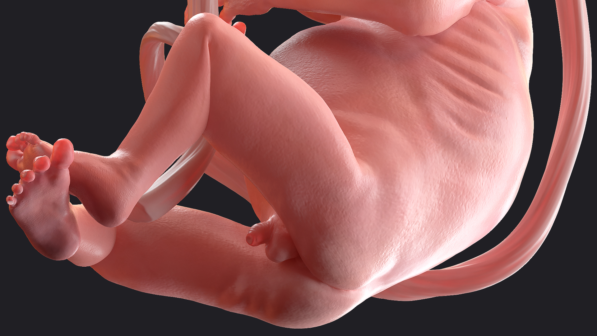 3D Human Fetus at 20 Weeks model