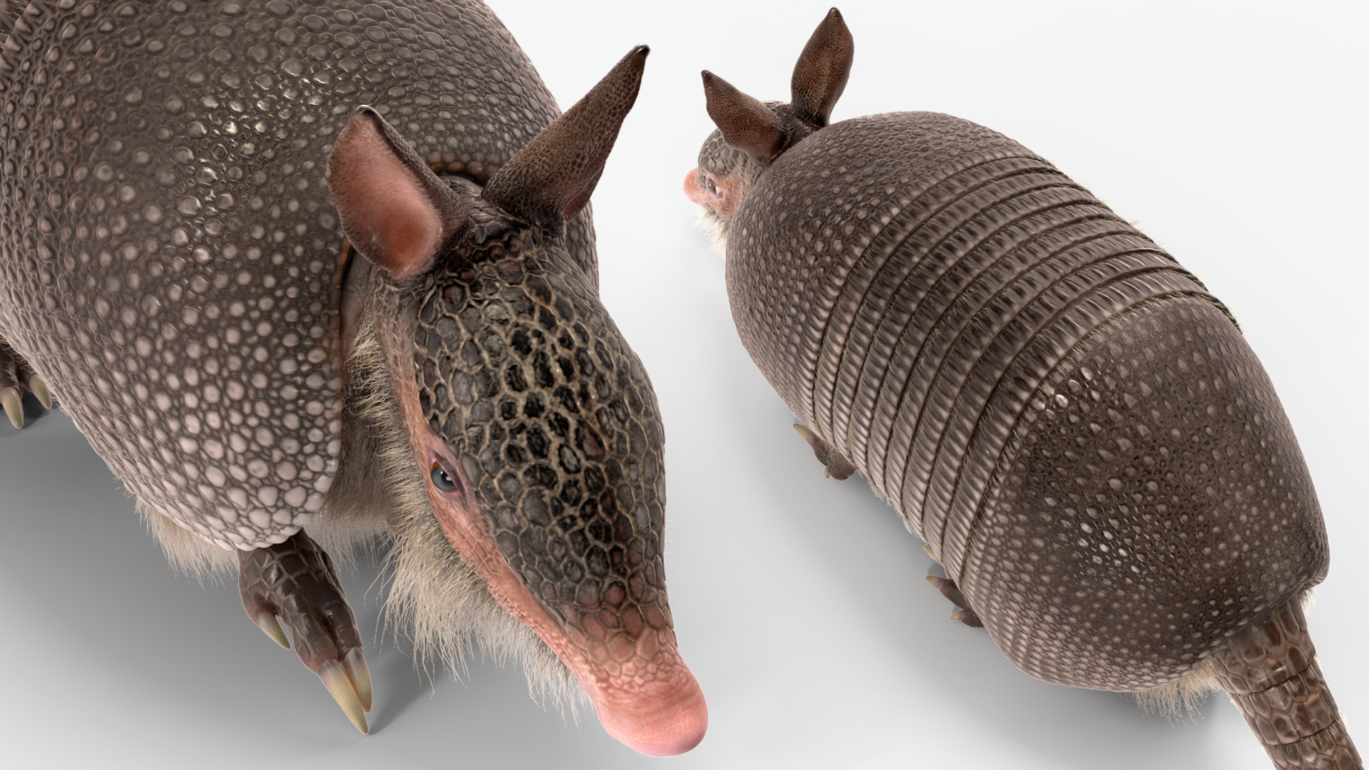 3D model Armadillo in Walking Pose Black Fur