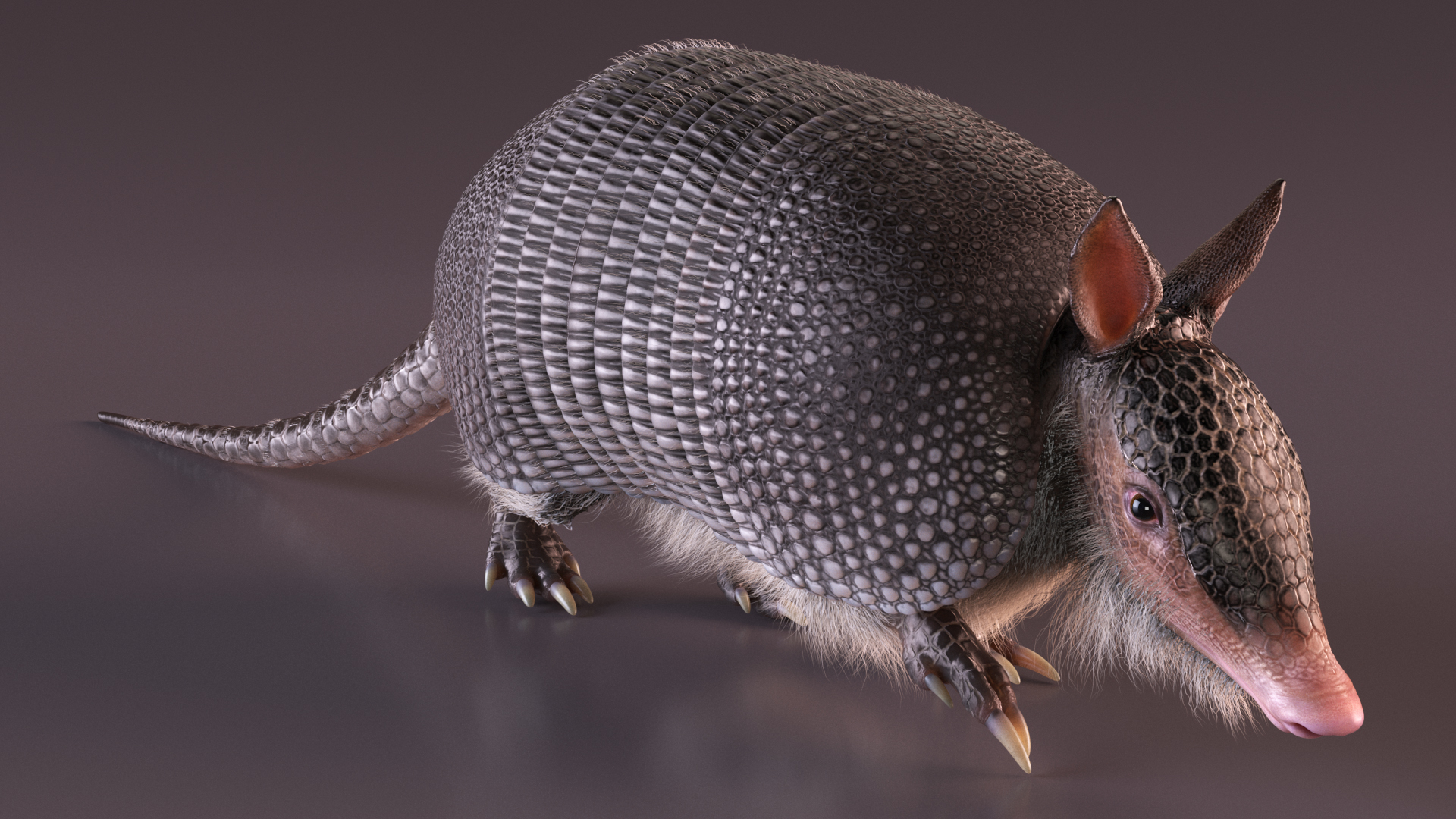 3D model Armadillo in Walking Pose Black Fur