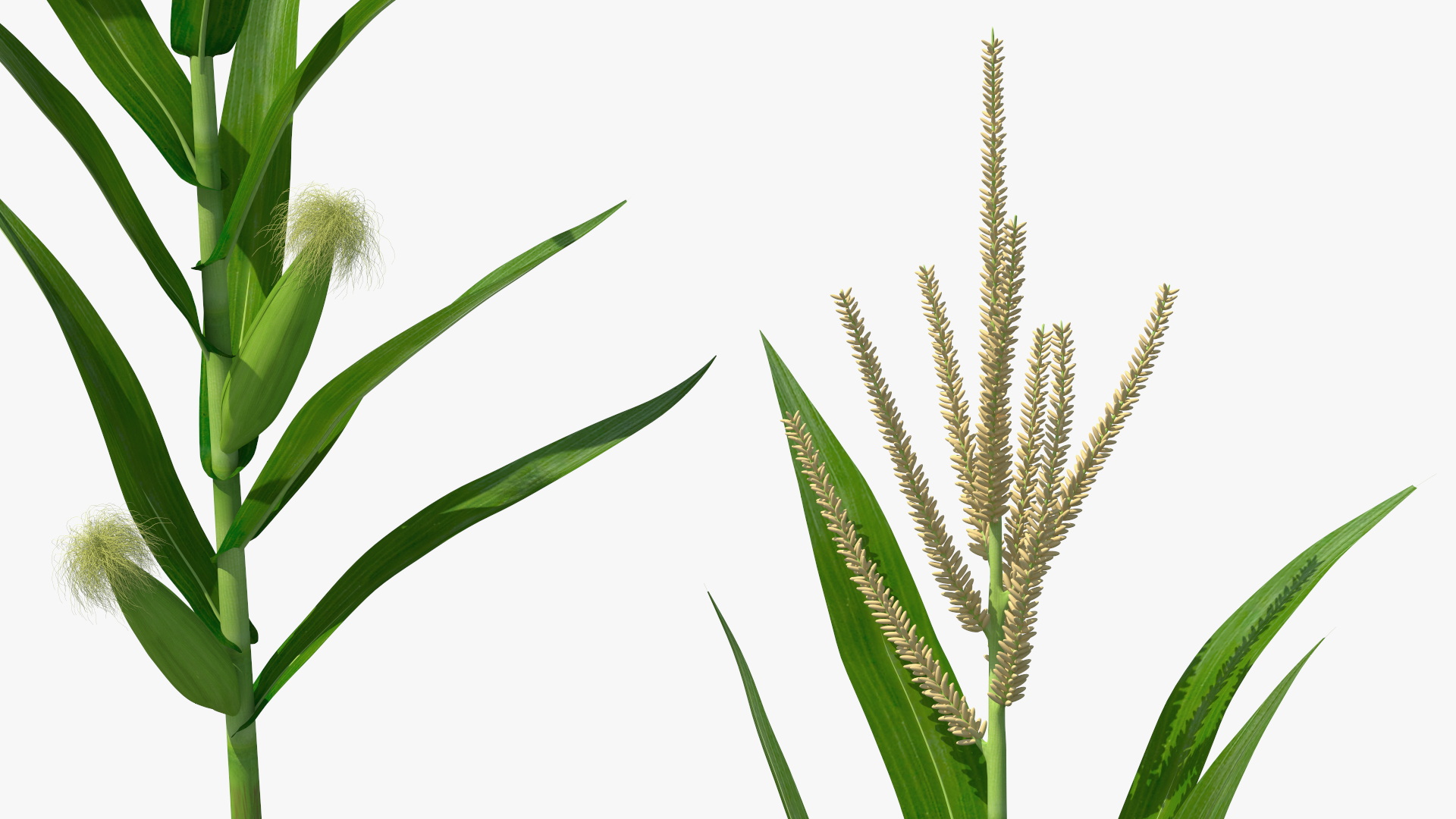 3D model Realistic Corn Plant