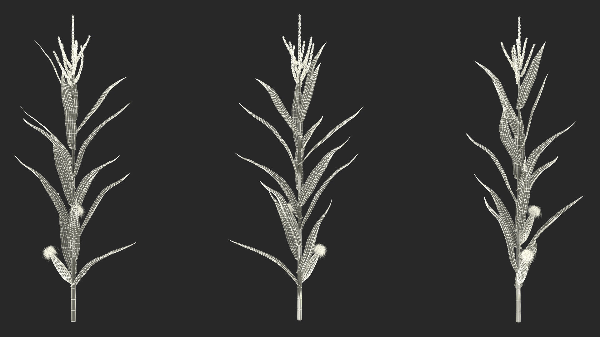 3D model Realistic Corn Plant