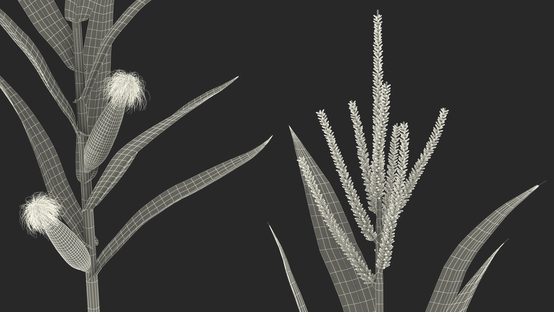 3D model Realistic Corn Plant