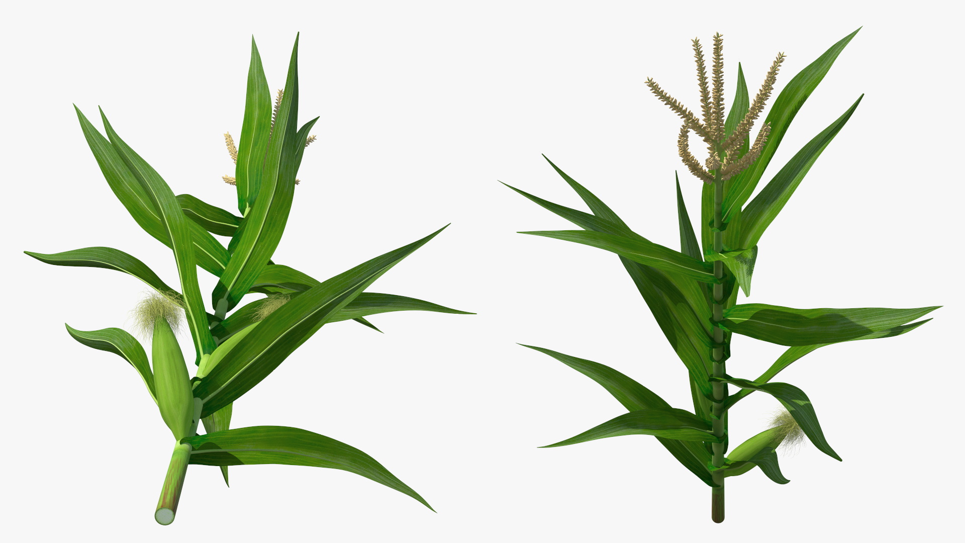 3D model Realistic Corn Plant