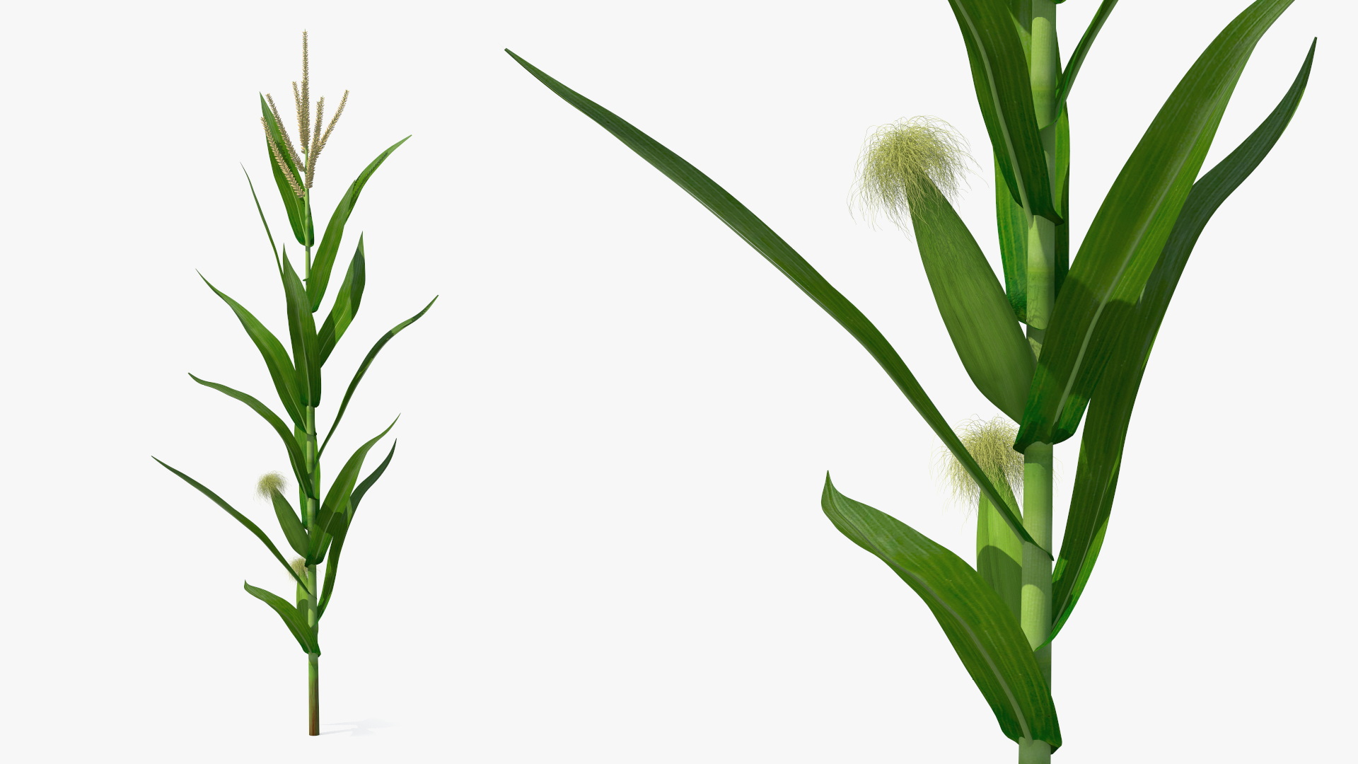 3D model Realistic Corn Plant