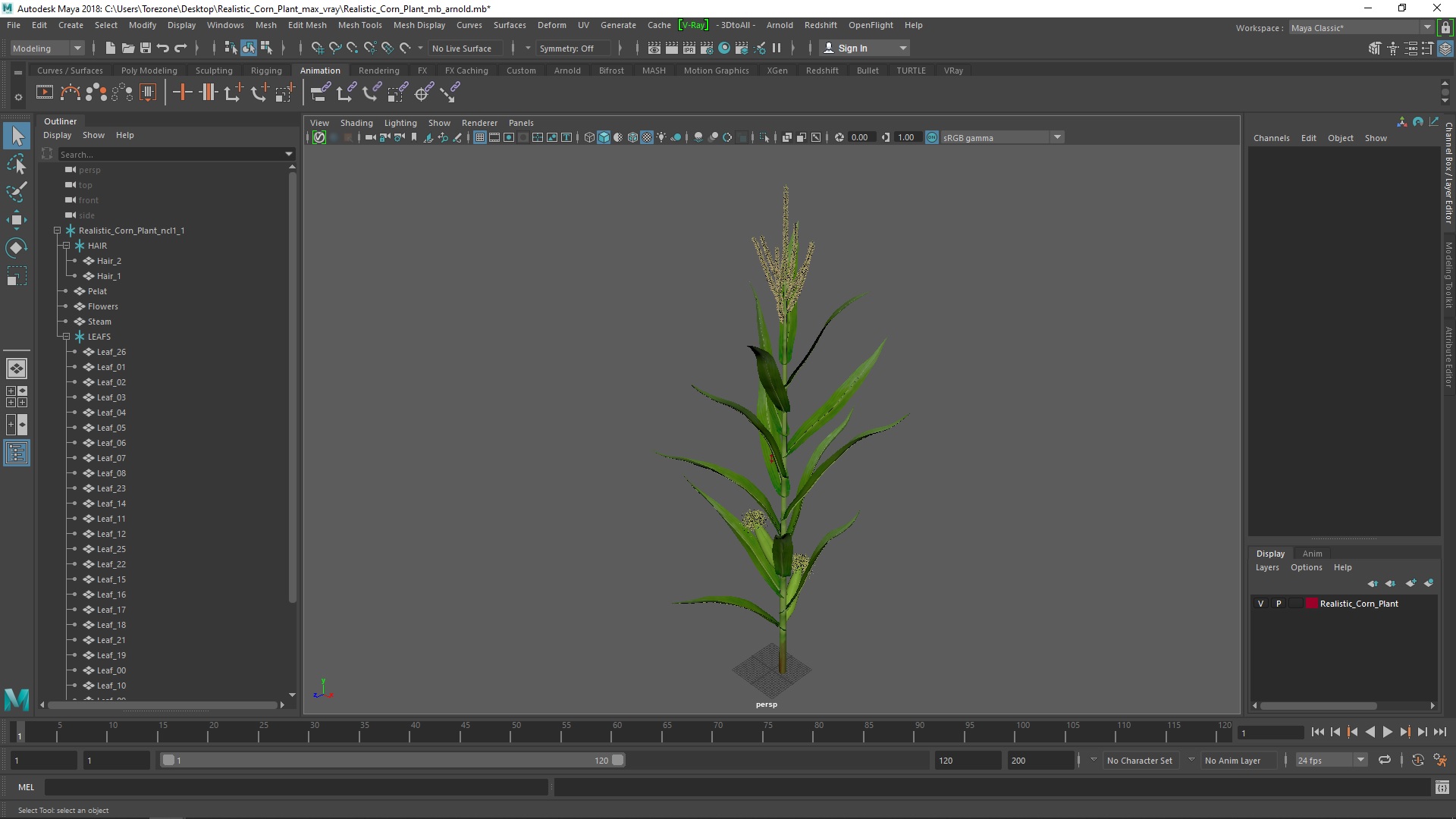 3D model Realistic Corn Plant