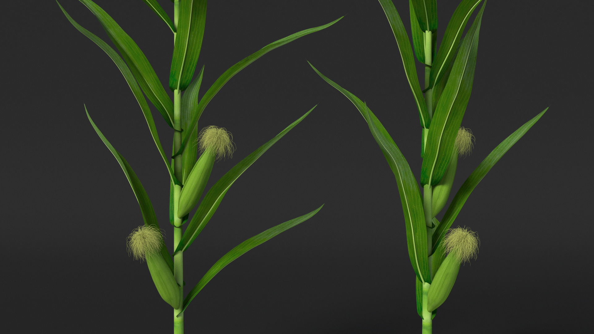 3D model Realistic Corn Plant