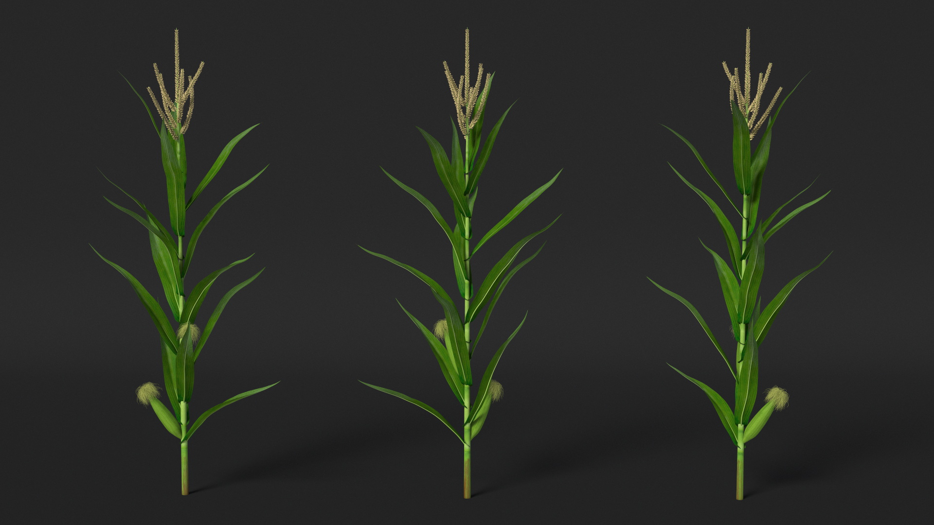 3D model Realistic Corn Plant