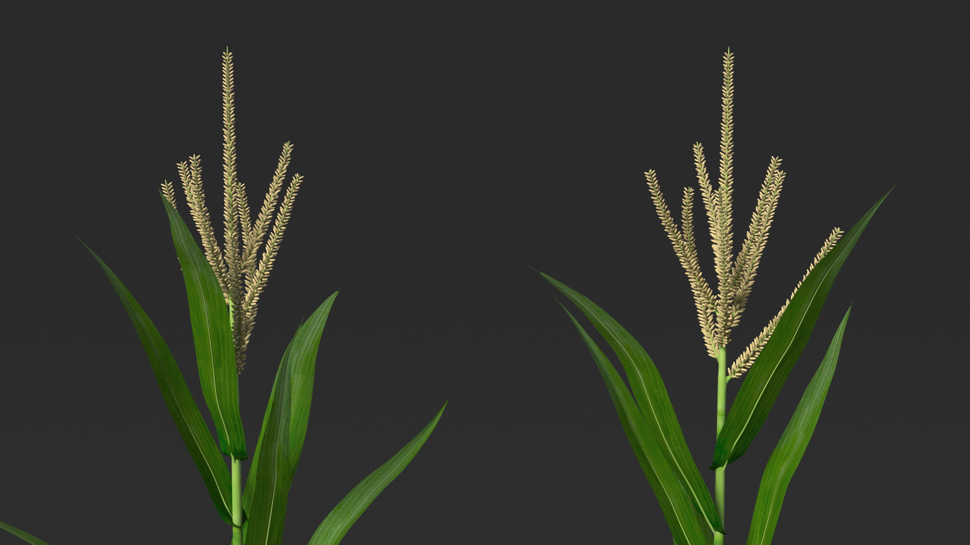 3D model Realistic Corn Plant