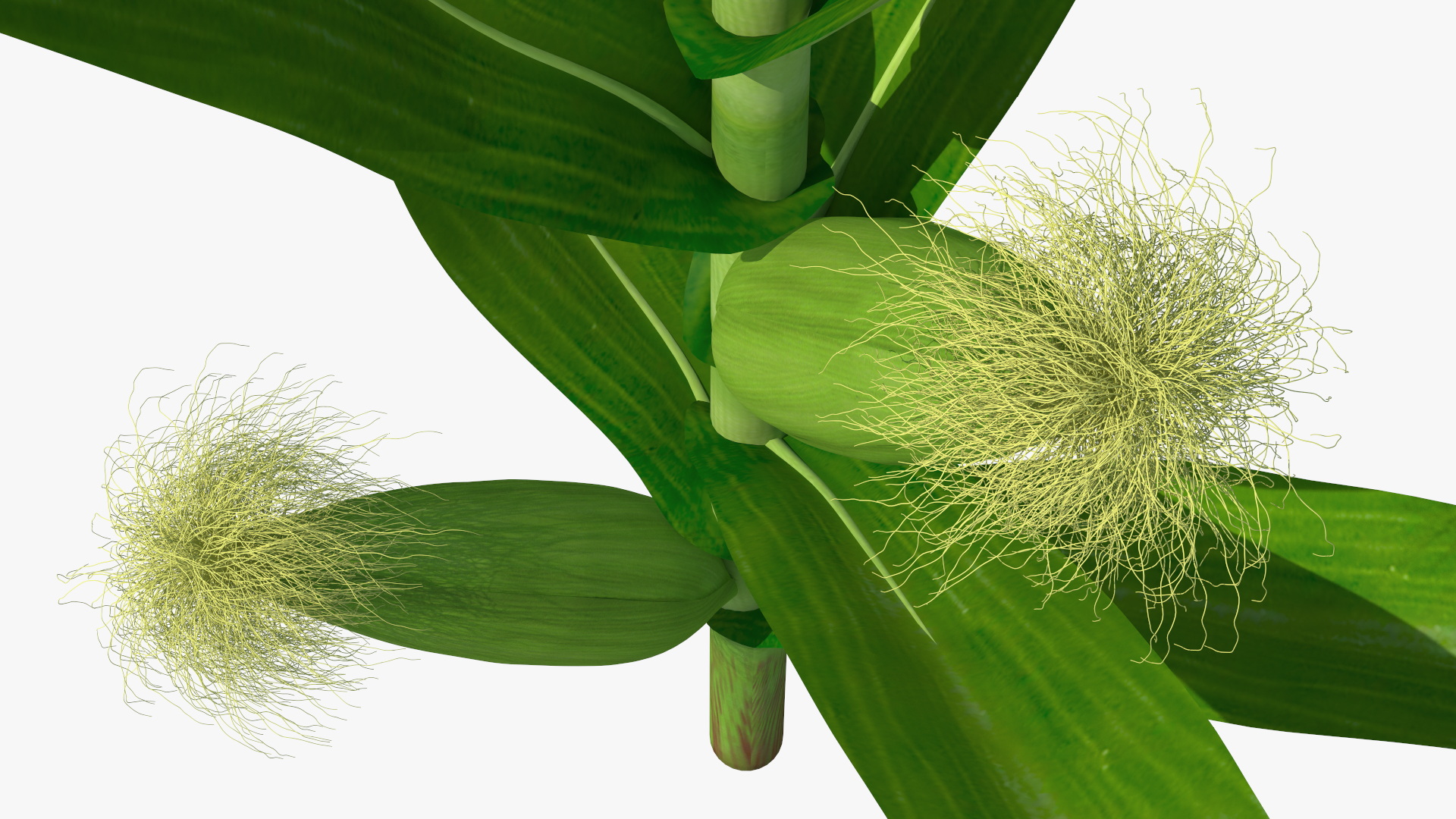 3D model Realistic Corn Plant